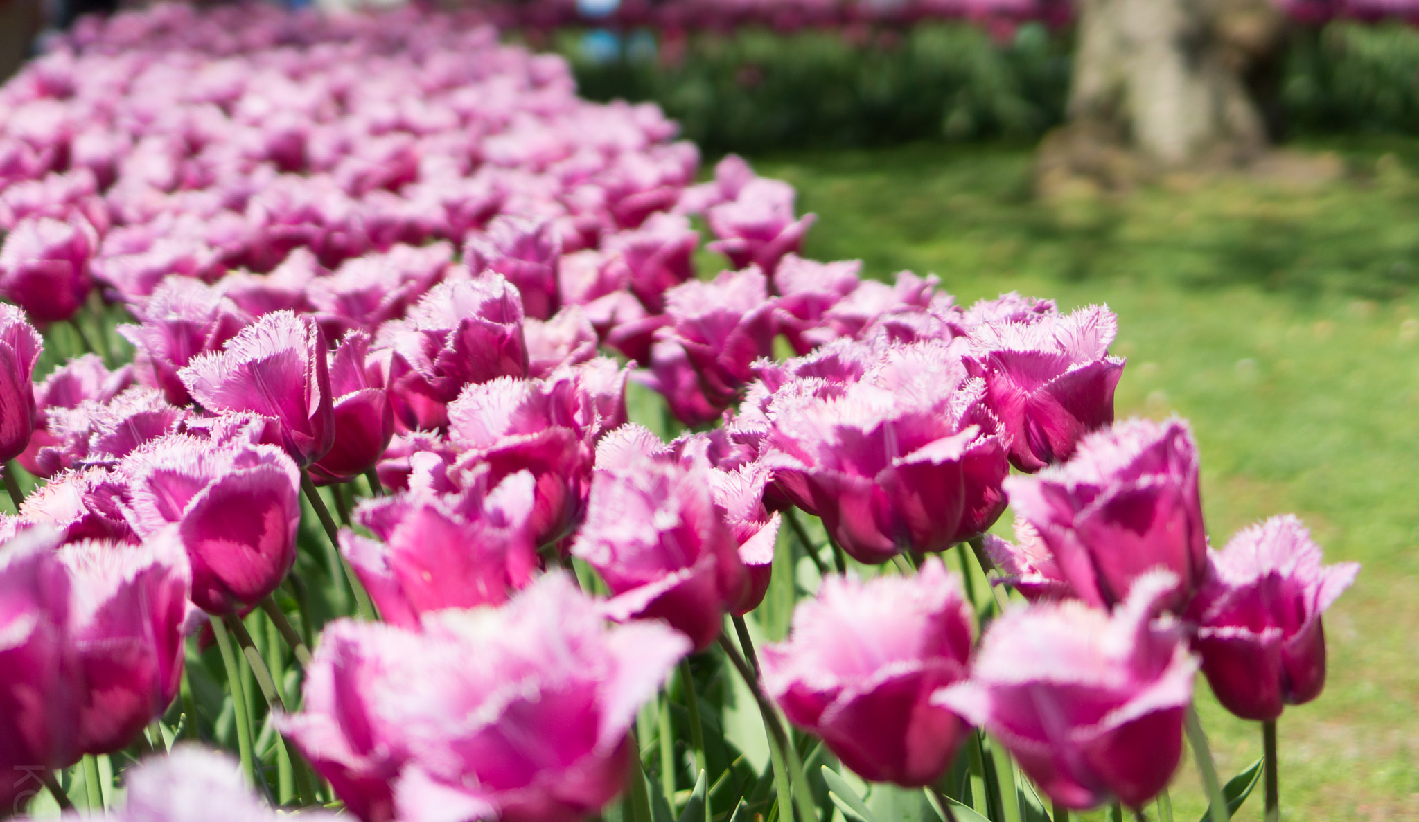 Sony E 35mm F1.8 OSS sample photo. Wild tulips photography