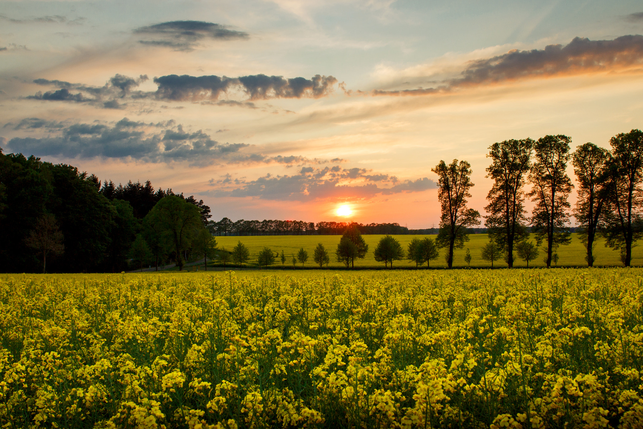 Canon EOS 600D (Rebel EOS T3i / EOS Kiss X5) + Canon EF 24mm F2.8 IS USM sample photo. Canola fields photography