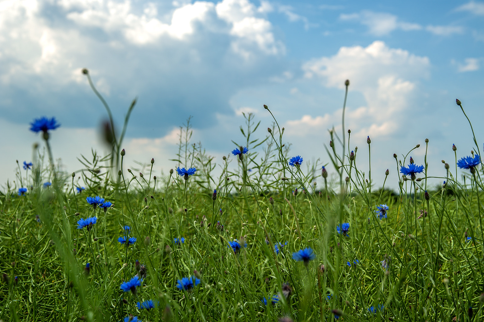 Sigma 24-60mm F2.8 EX DG sample photo. Flower blue photography