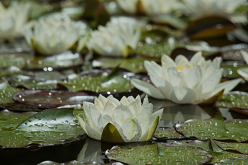 Sigma 70-200mm F2.8 EX DG OS HSM sample photo. Seerose photography