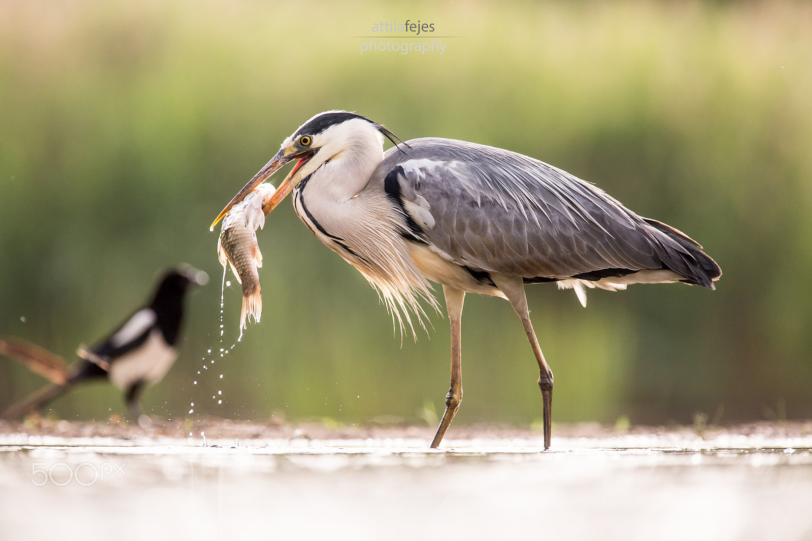 Canon EF 300mm f/2.8L + 1.4x sample photo. Fishing time photography