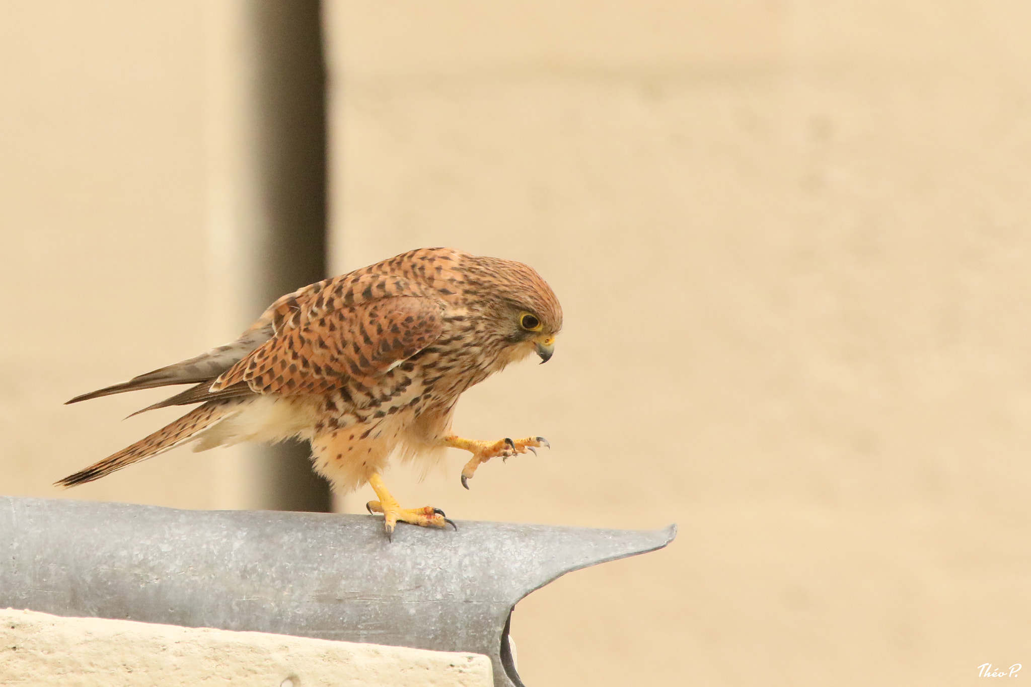Canon EF 300mm F2.8L IS USM sample photo. Kestrel / faucon crécerelle photography