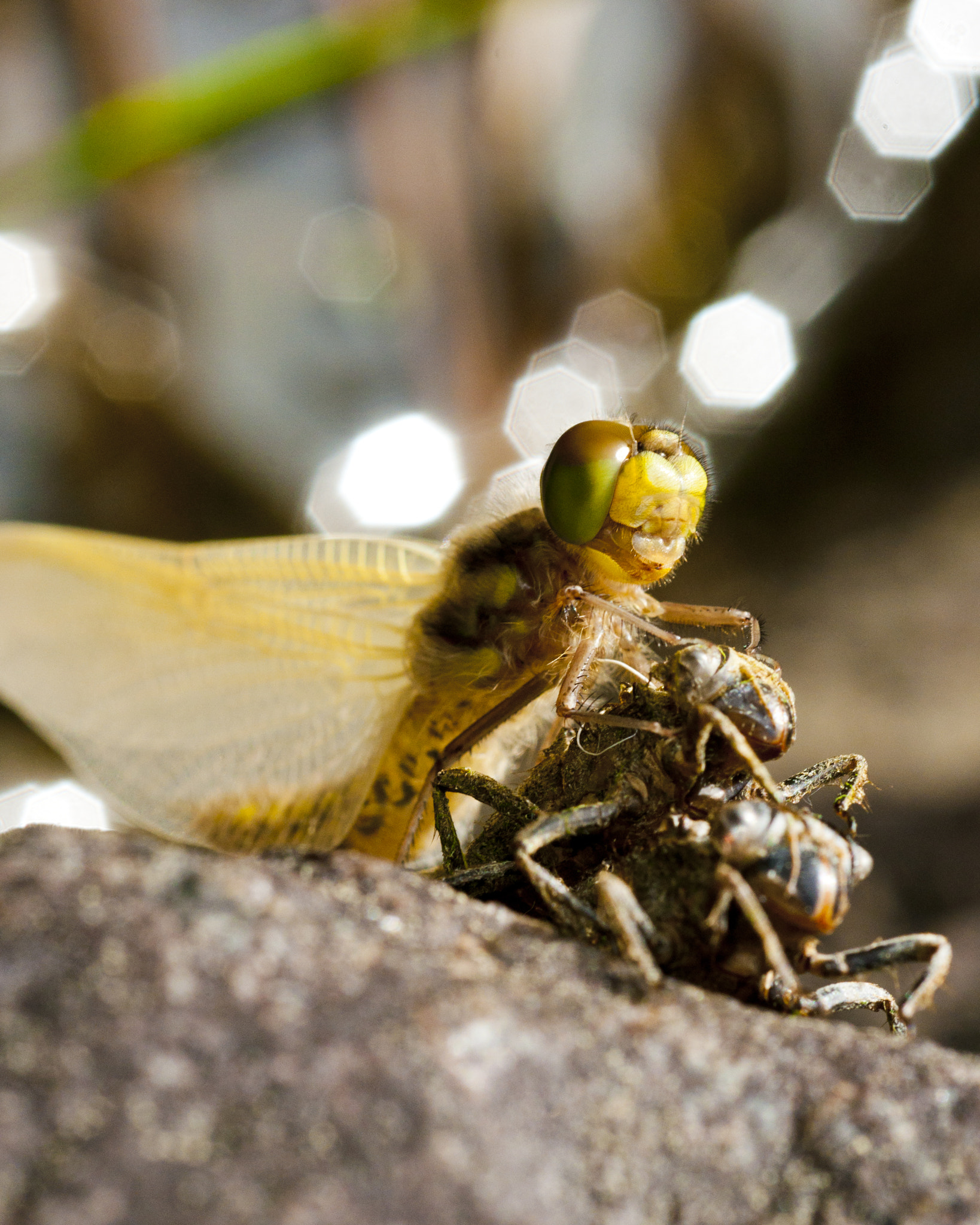 Nikon D90 + Nikon AF Micro-Nikkor 60mm F2.8D sample photo. Imago photography