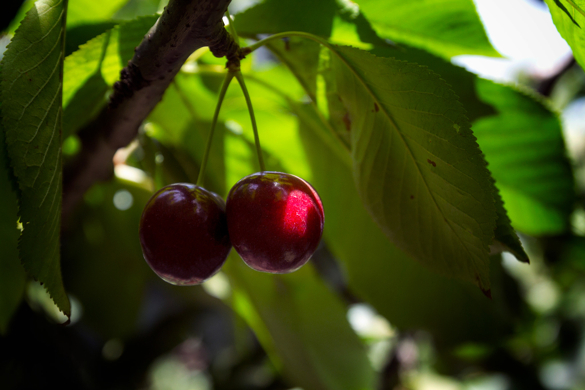 Canon EOS 1100D (EOS Rebel T3 / EOS Kiss X50) sample photo. Cherries photography