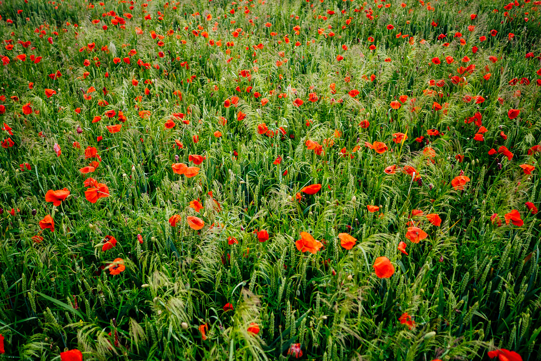 Panasonic Lumix DMC-GH4 + LEICA DG SUMMILUX 15/F1.7 sample photo. Poppy field photography