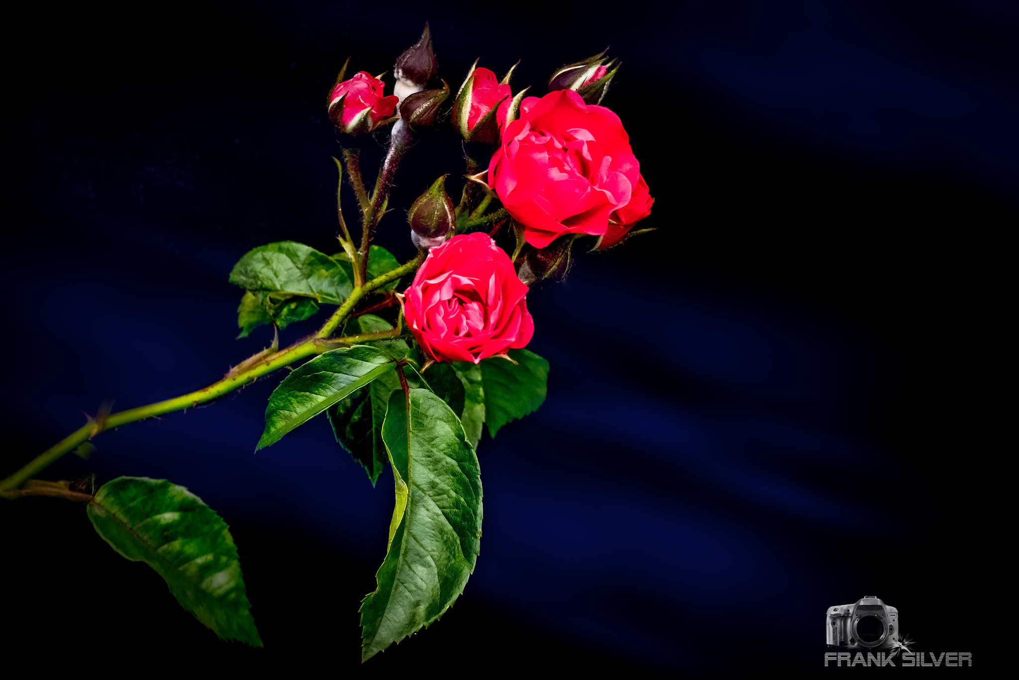 Canon EOS 7D Mark II + Canon EF 50mm F1.8 II sample photo. Sign of love photography