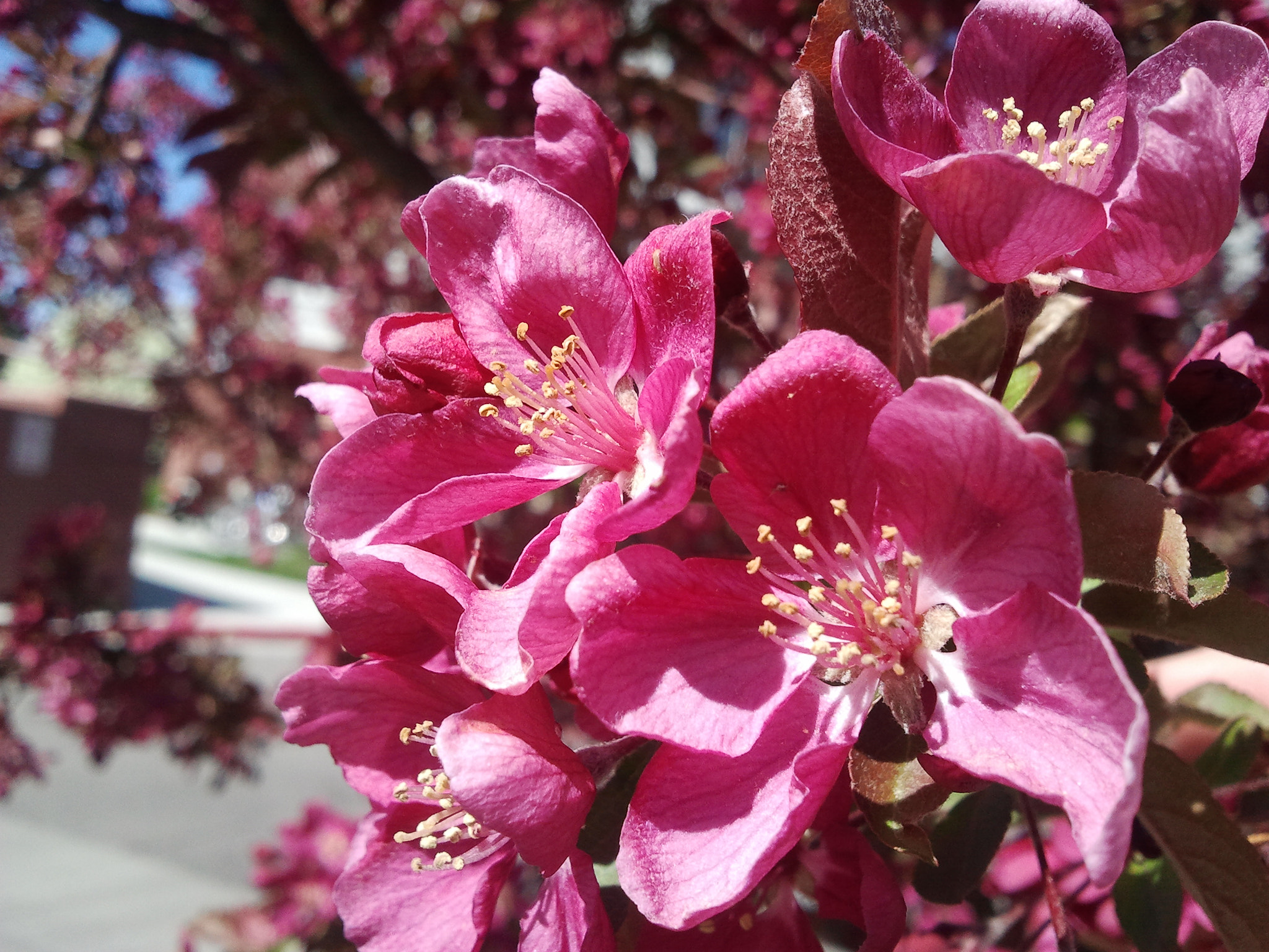 Samsung Galaxy S sample photo. Pink flower photography