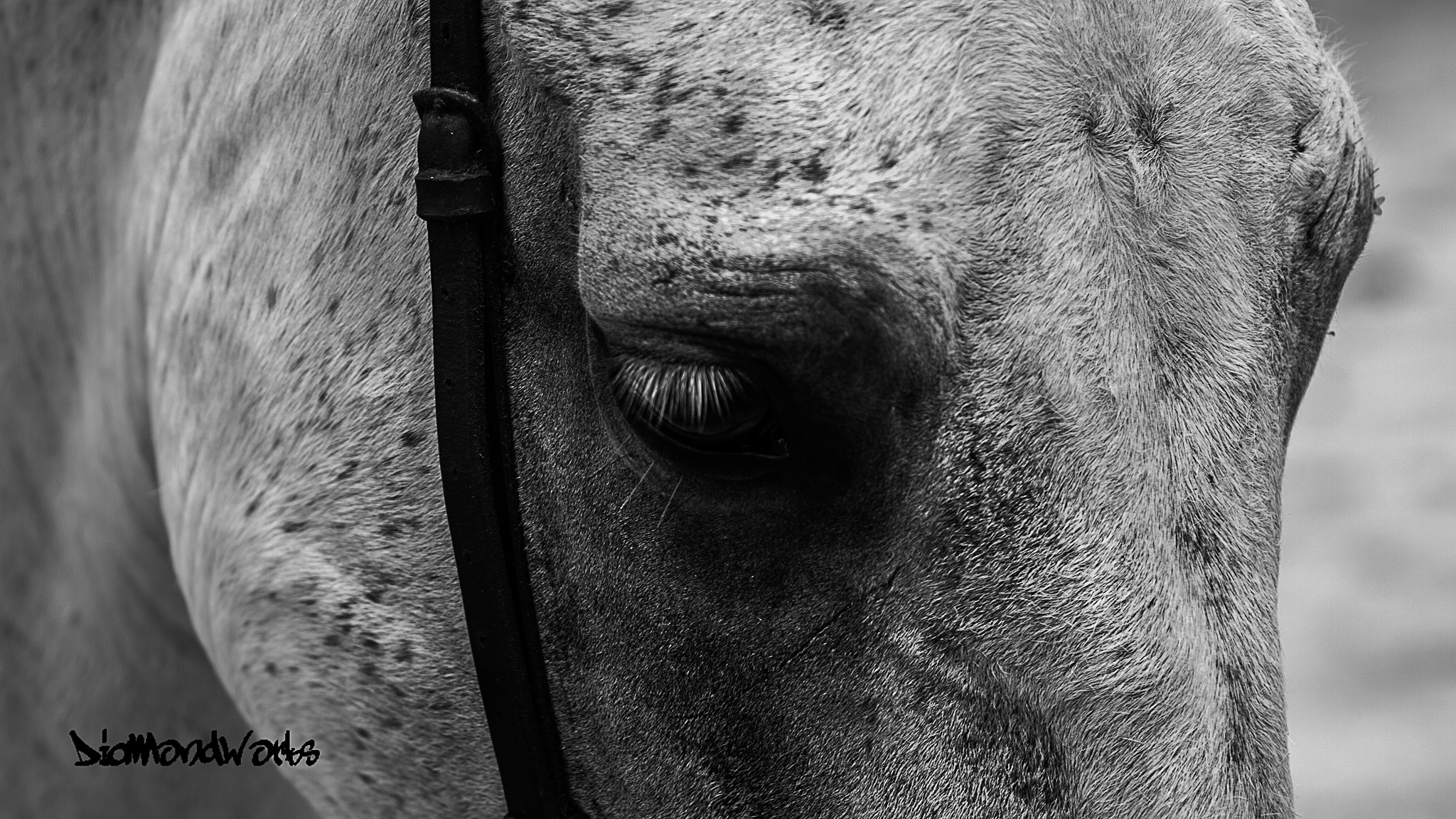 Canon EF 70-200mm F2.8L IS USM sample photo. Pura nobleza photography