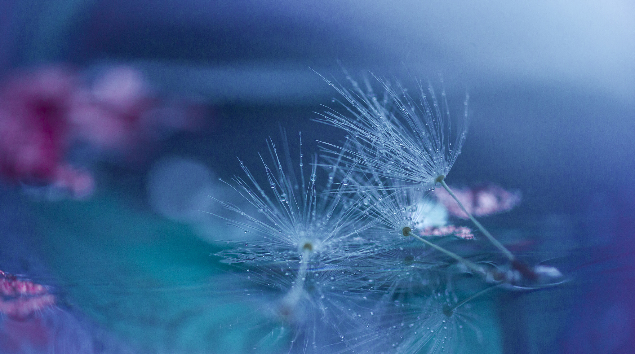 Canon EOS 500D (EOS Rebel T1i / EOS Kiss X3) + Canon EF 100mm F2.8L Macro IS USM sample photo. Mirroring dandelions photography