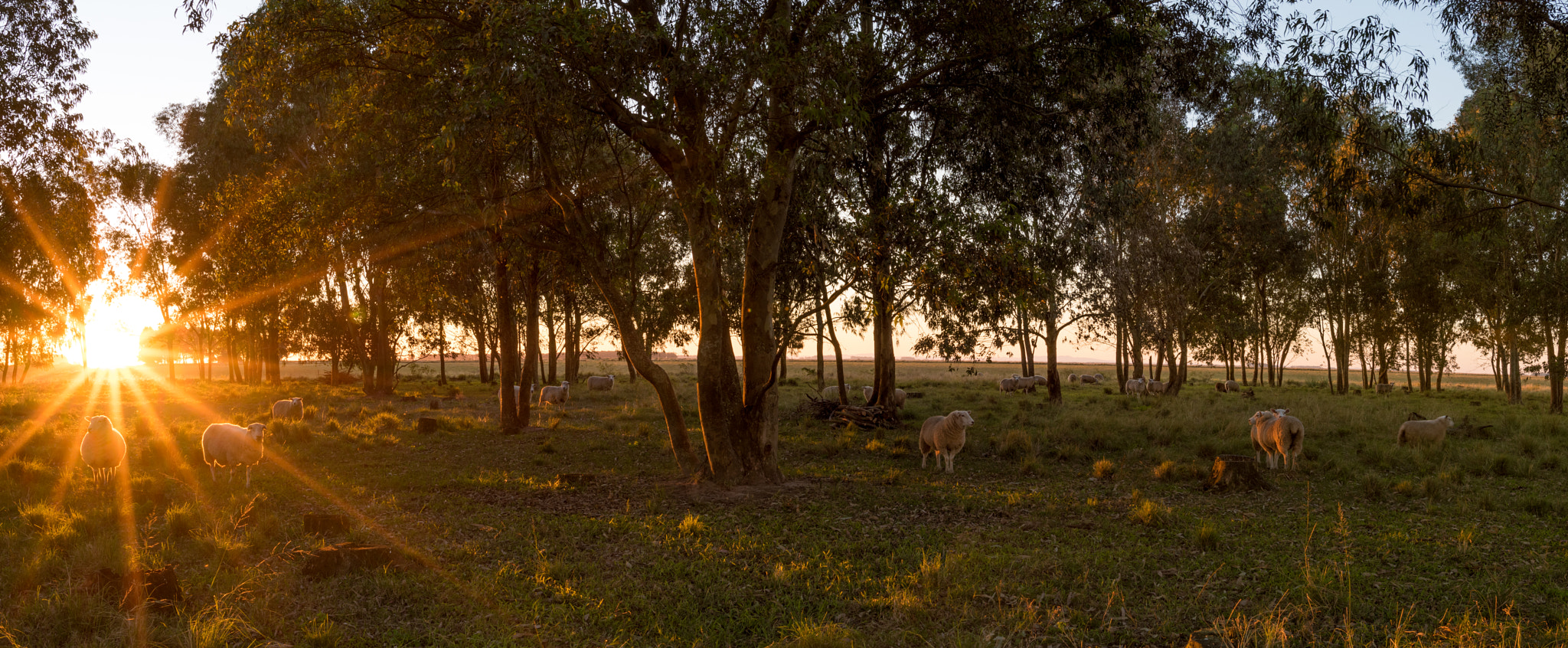 Nikon D5500 + Nikon AF-S Nikkor 20mm F1.8G ED sample photo. Sunset and sheeps photography