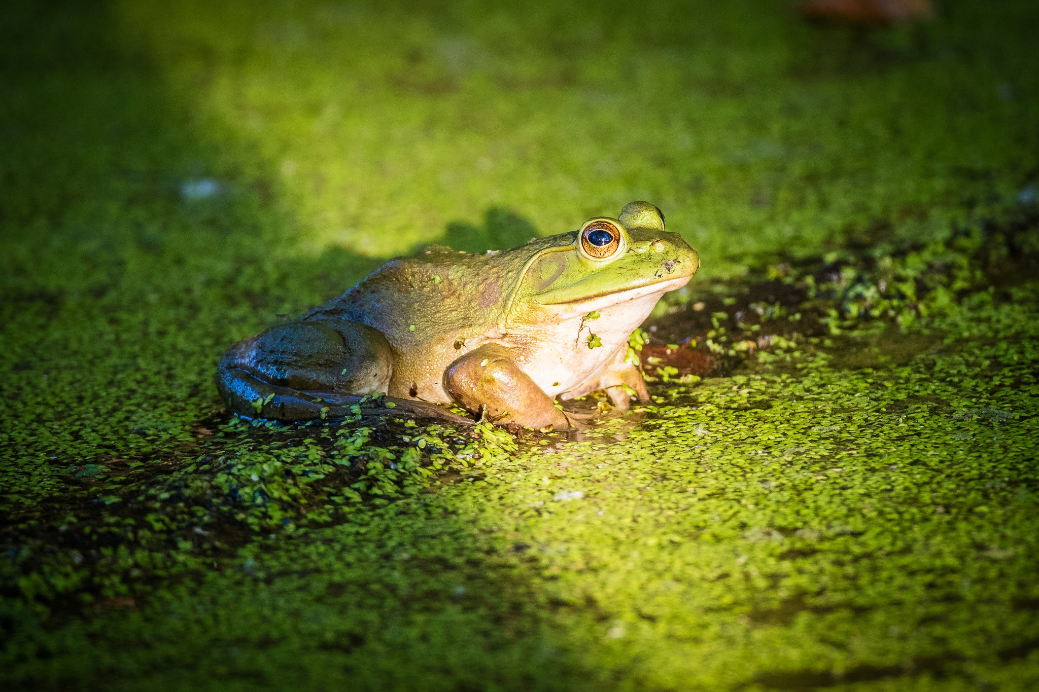 Canon EOS 5DS R + Canon EF 500mm F4L IS USM sample photo. Bullfrog photography