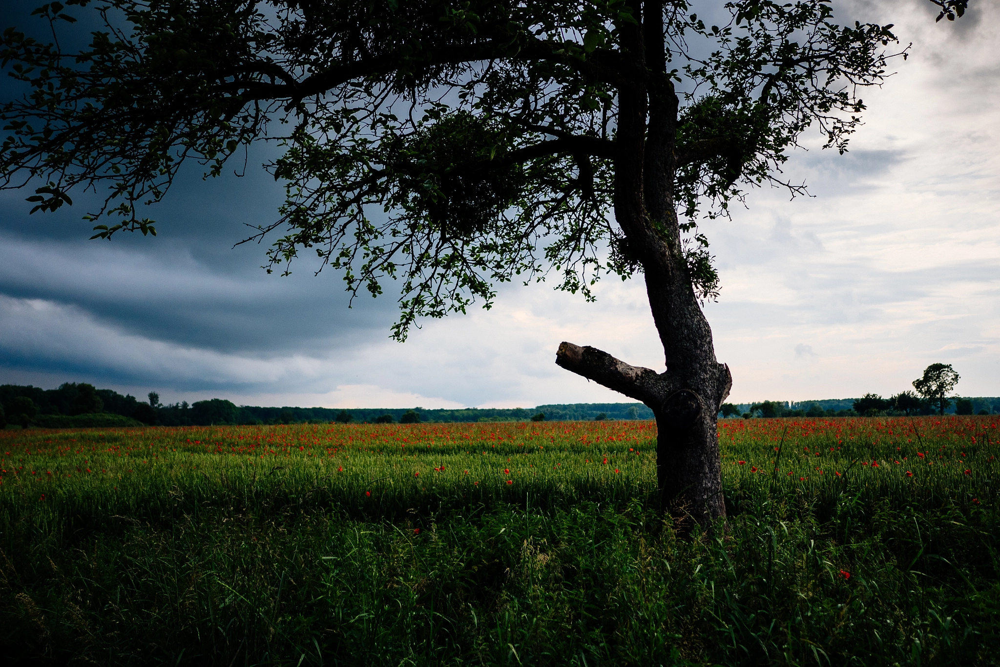 Panasonic Lumix DMC-GH4 + LEICA DG SUMMILUX 15/F1.7 sample photo. Tree in poppy field photography