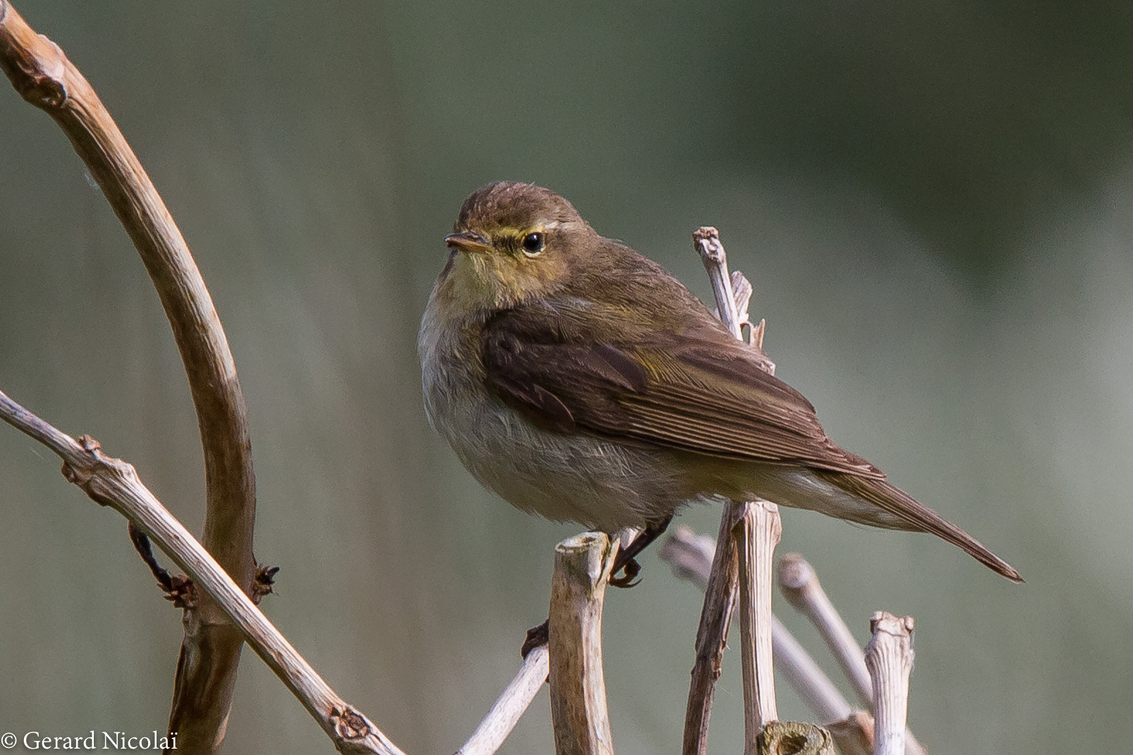 Canon EF 300mm F2.8L IS USM sample photo. Common chiffchaff young photography