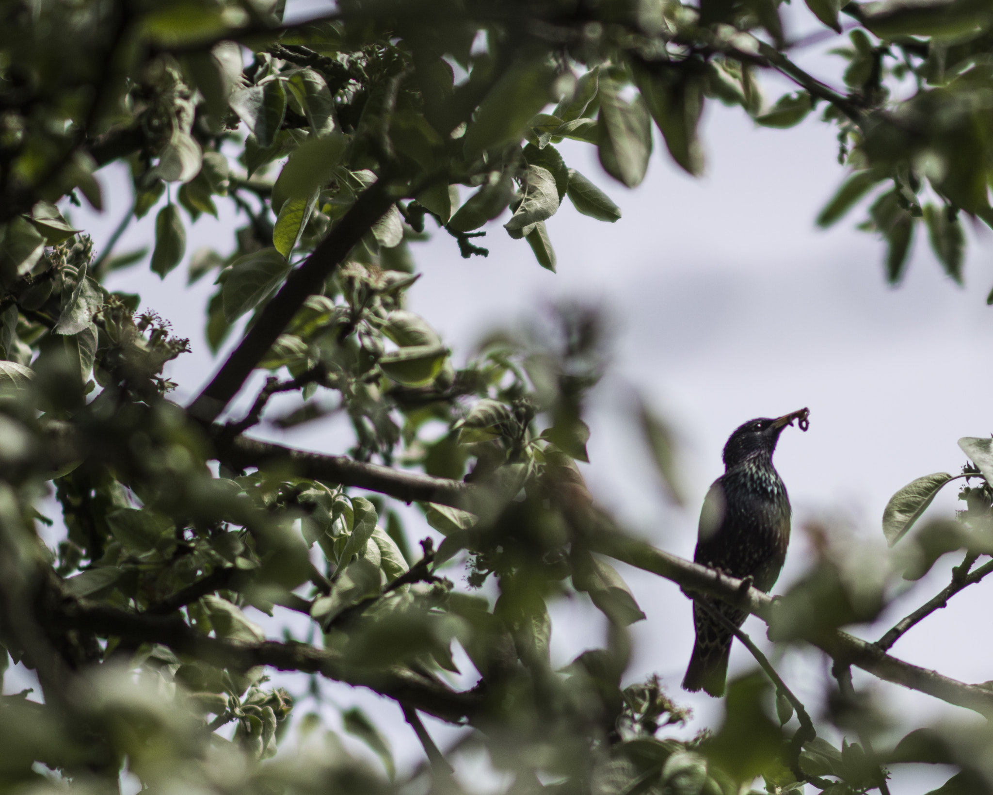 Nikon D7100 + Sigma 85mm F1.4 EX DG HSM sample photo. Starling photography