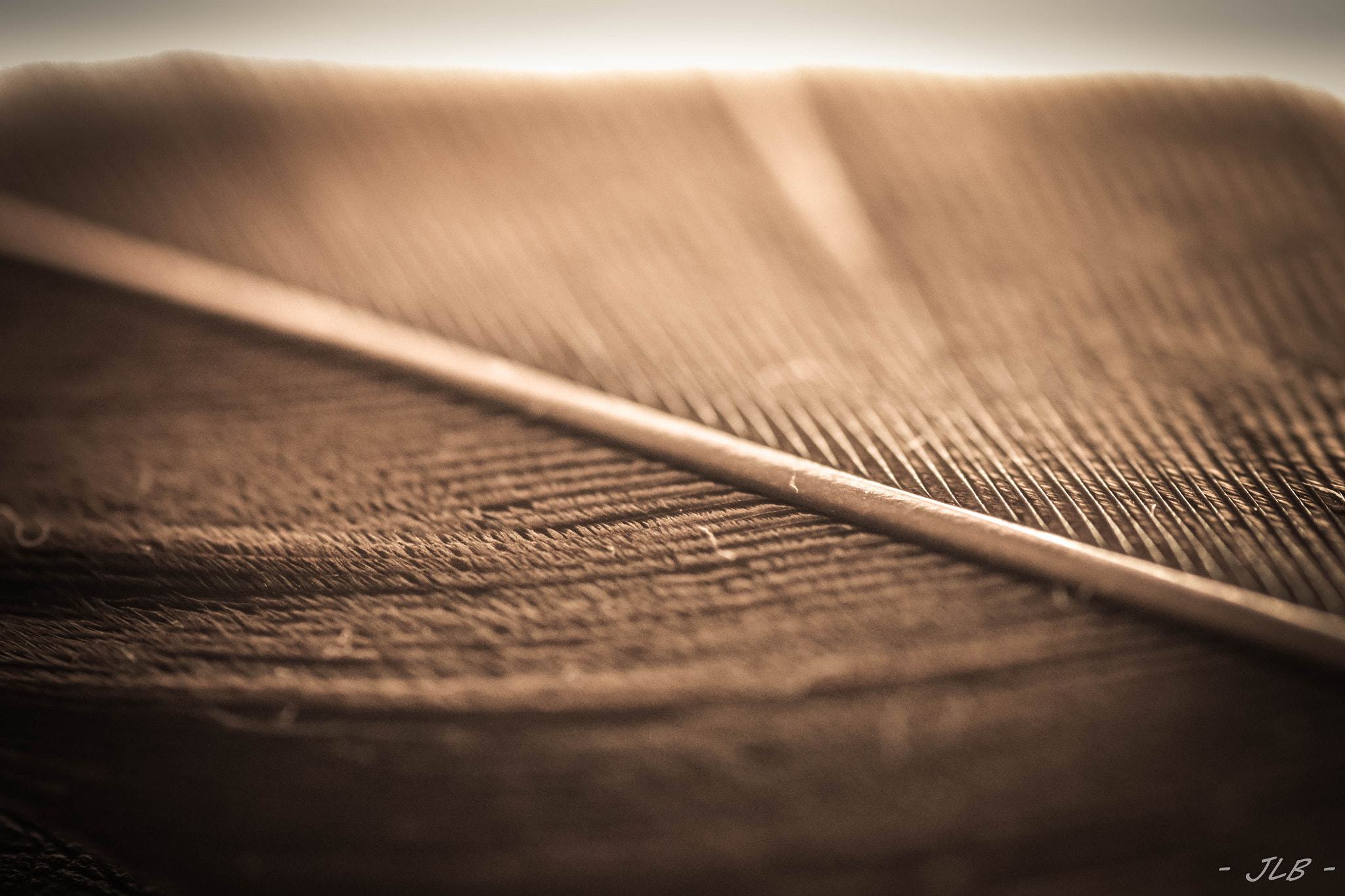 Nikon D3100 sample photo. Feather macro photography