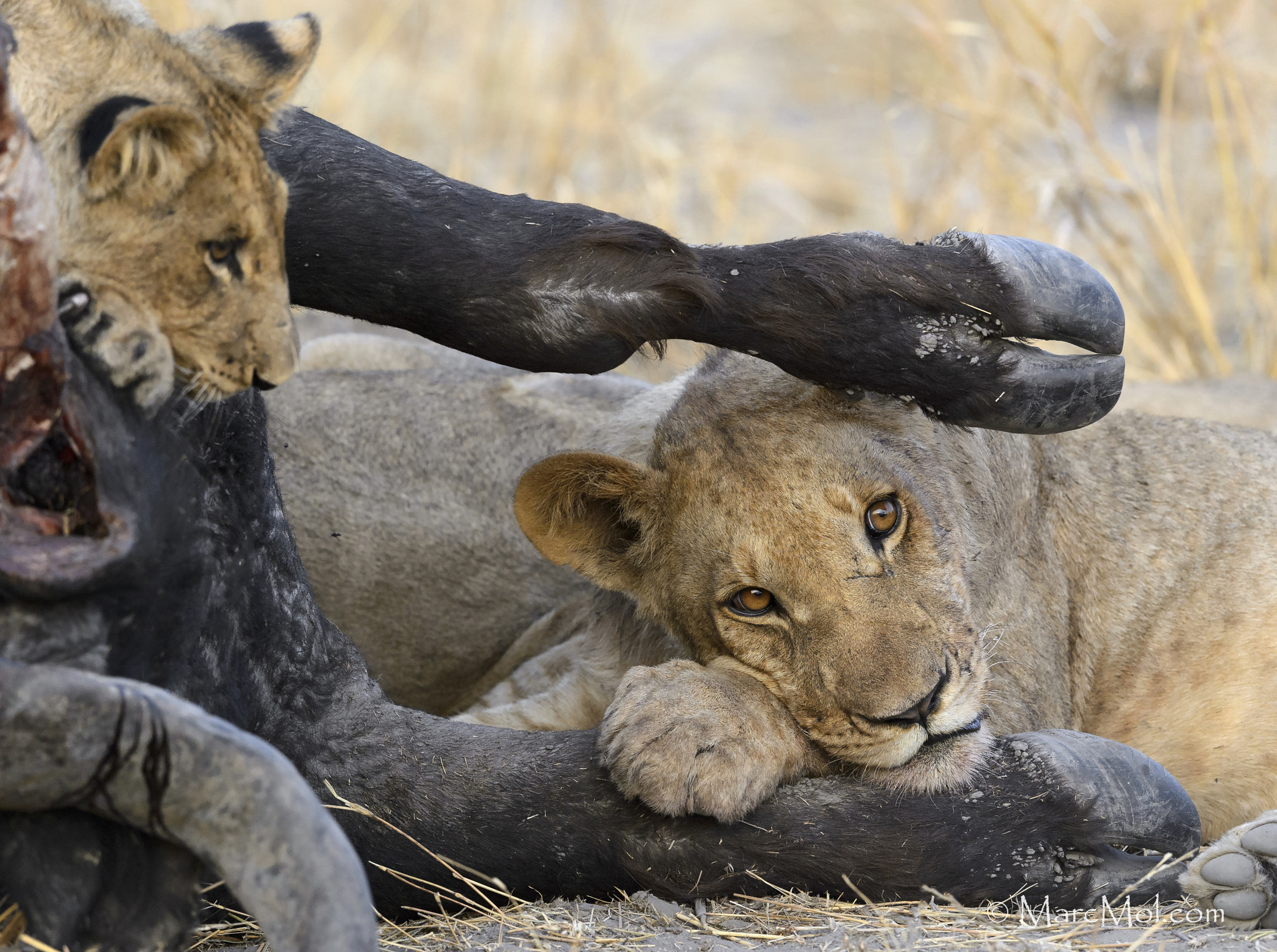 Nikon AF-S Nikkor 400mm F2.8E FL ED VR sample photo. Buffalo dreaming photography