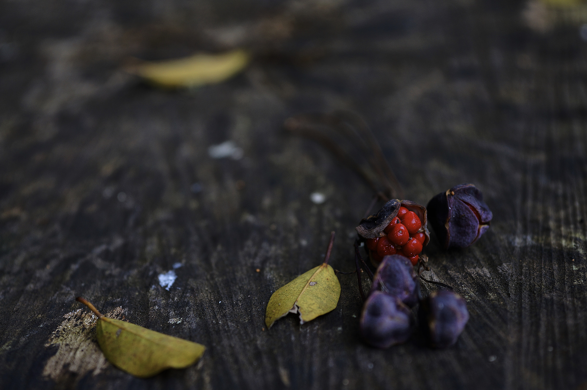 Sony Alpha a3000 + E 60mm F2.8 sample photo. Selective focus photography