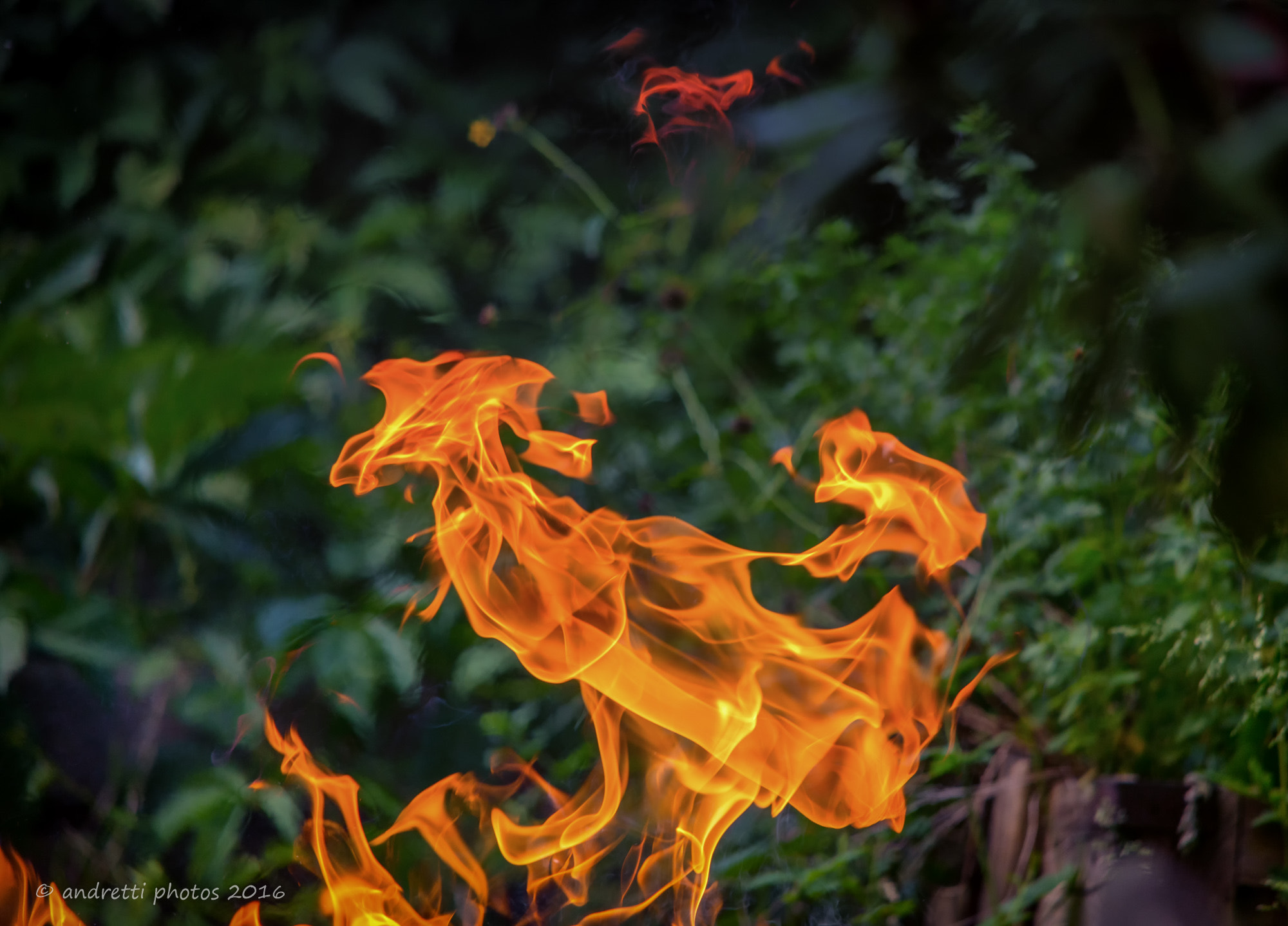 Sigma 150-500mm F5-6.3 DG OS HSM sample photo. Flame in the dance photography