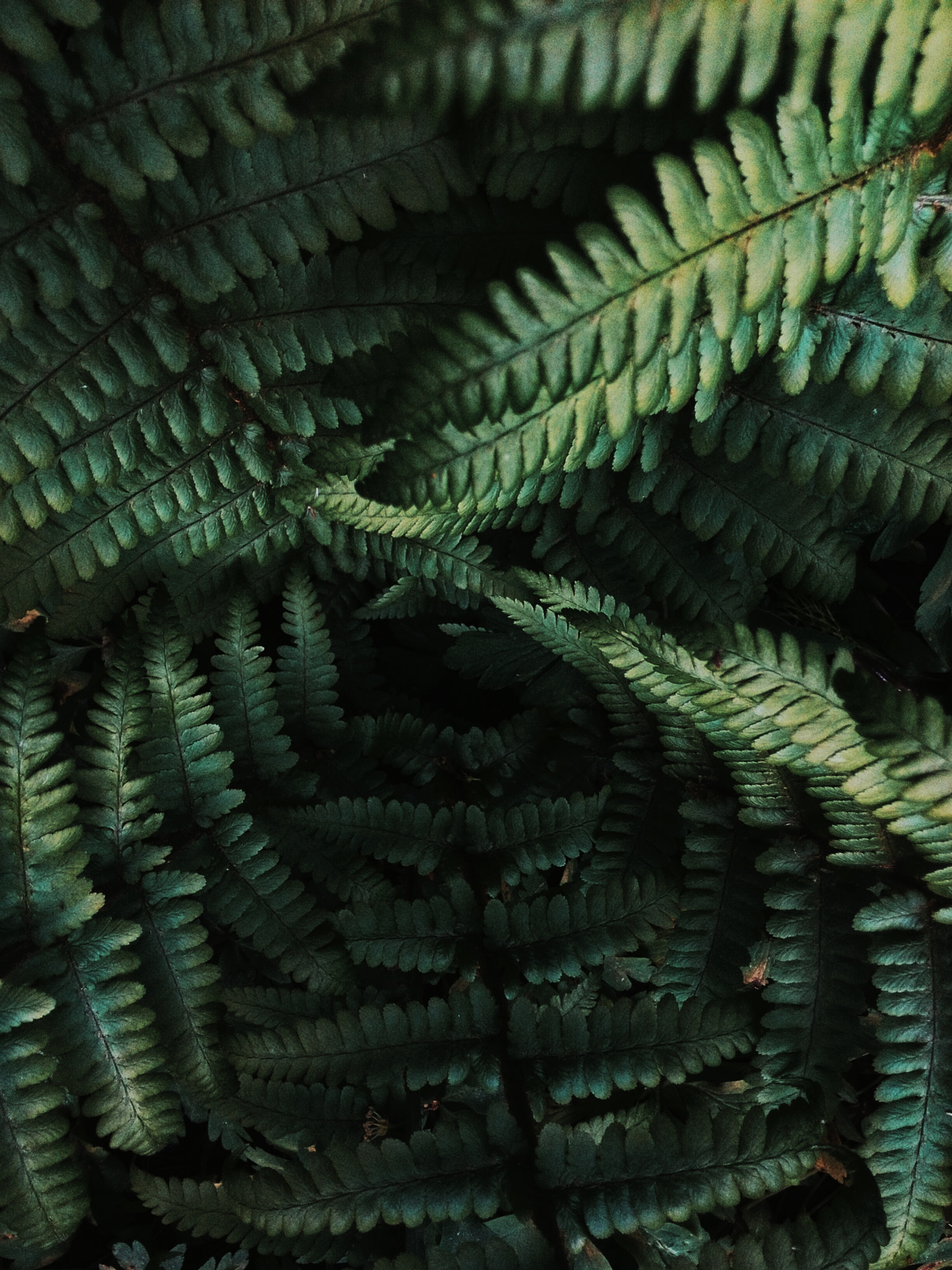 HUAWEI P6-U06 sample photo. Ferns photography