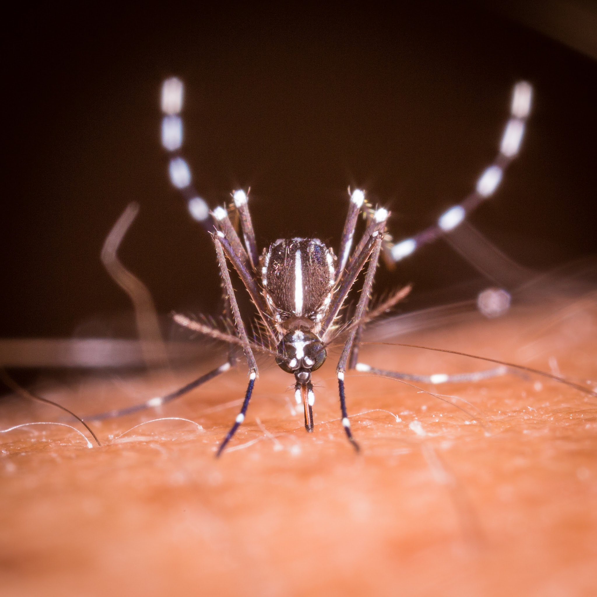 Canon MP-E 65mm F2.5 1-5x Macro Photo sample photo. Asian tiger mosquito photography