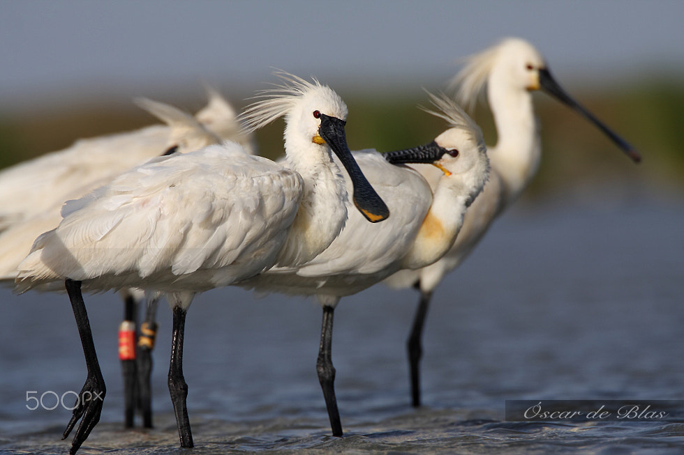 Canon EOS 40D sample photo. Spoonbills photography