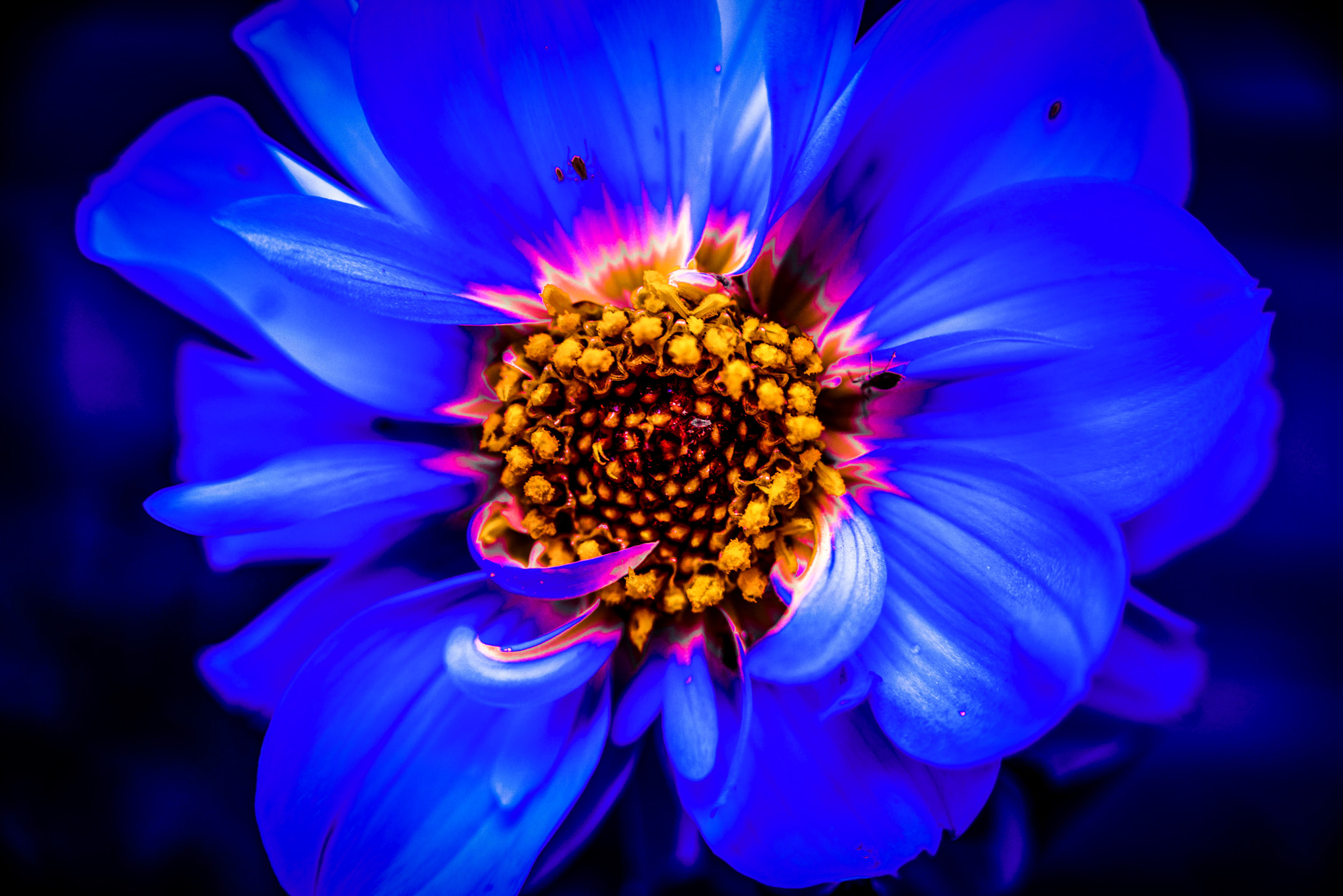 AF Zoom-Nikkor 28-105mm f/3.5-4.5D IF sample photo. Colours of life photography