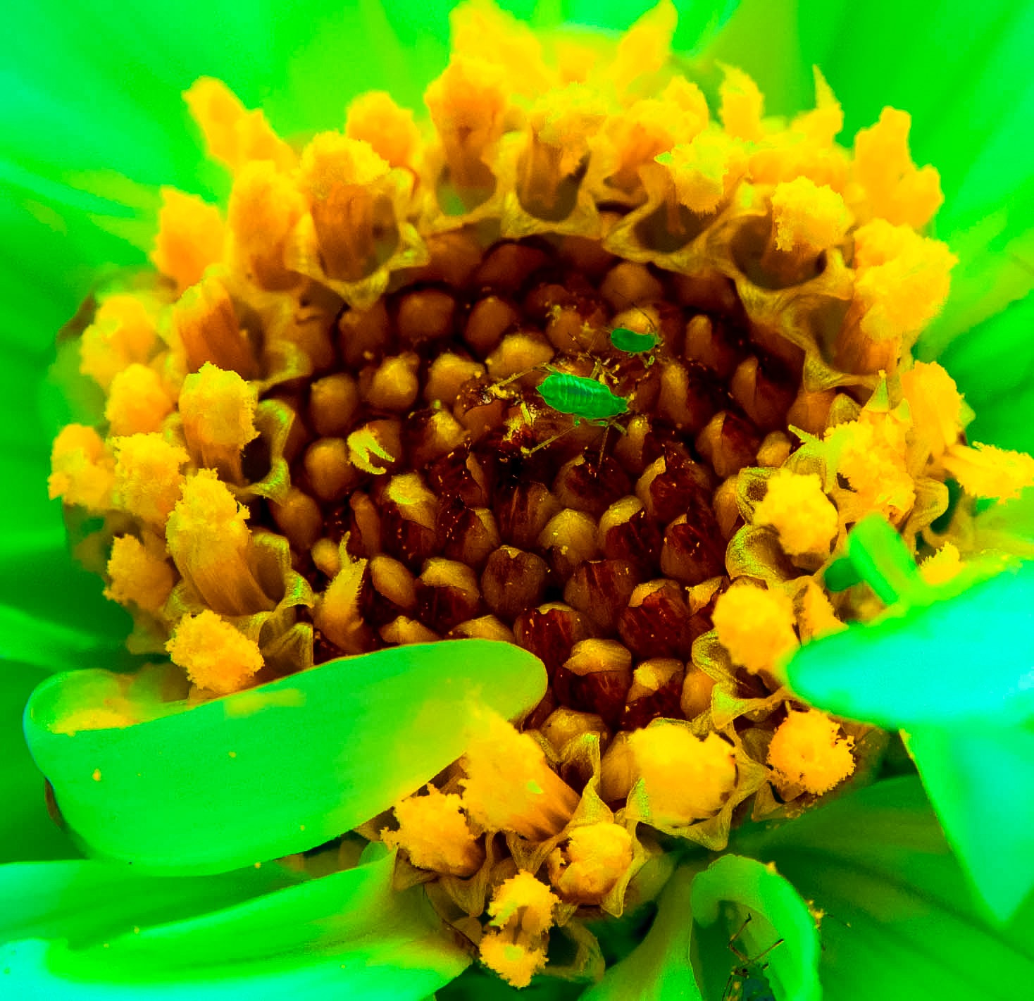 AF Zoom-Nikkor 28-105mm f/3.5-4.5D IF sample photo. Nature's colour photography