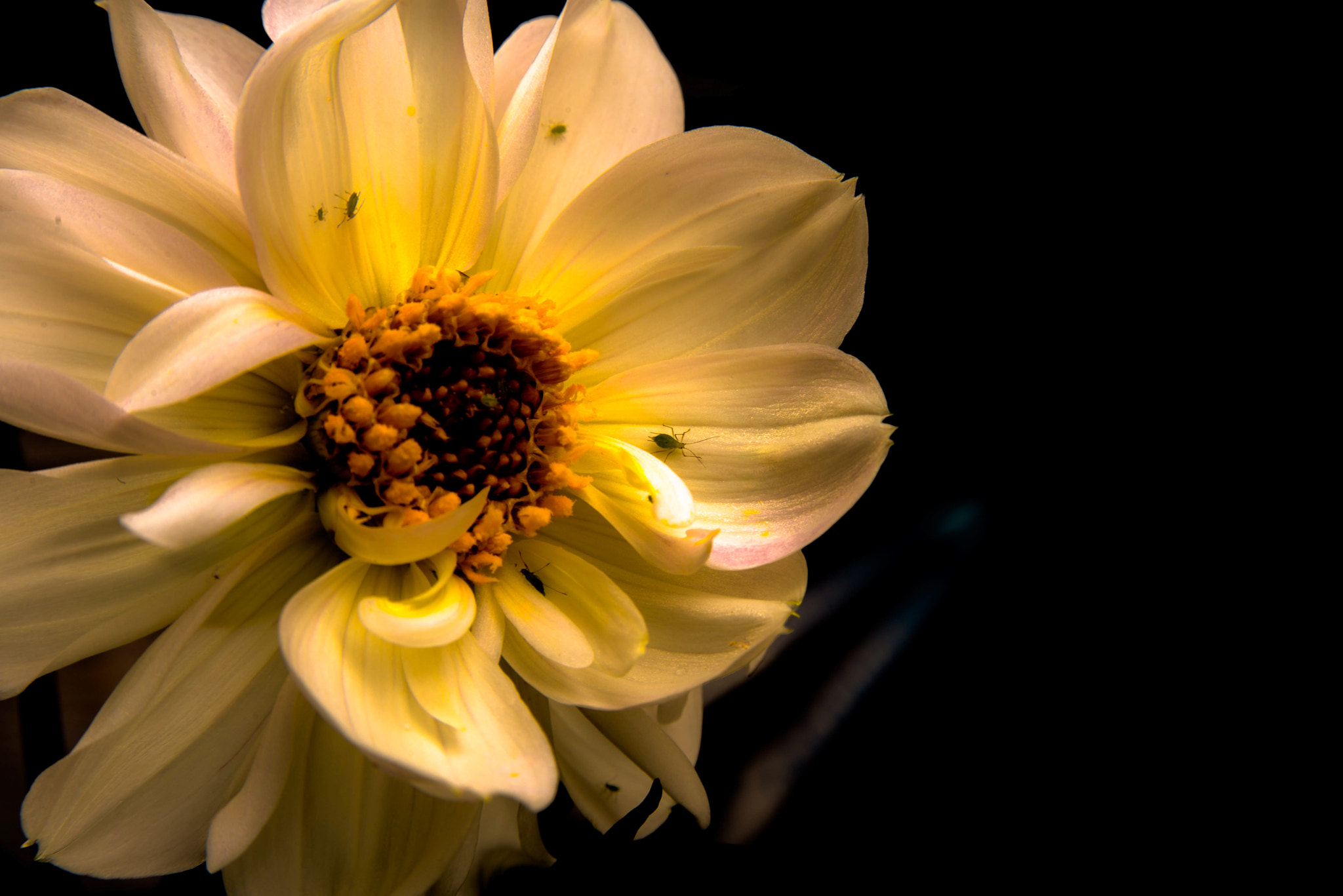 AF Zoom-Nikkor 28-105mm f/3.5-4.5D IF sample photo. Golden glow photography