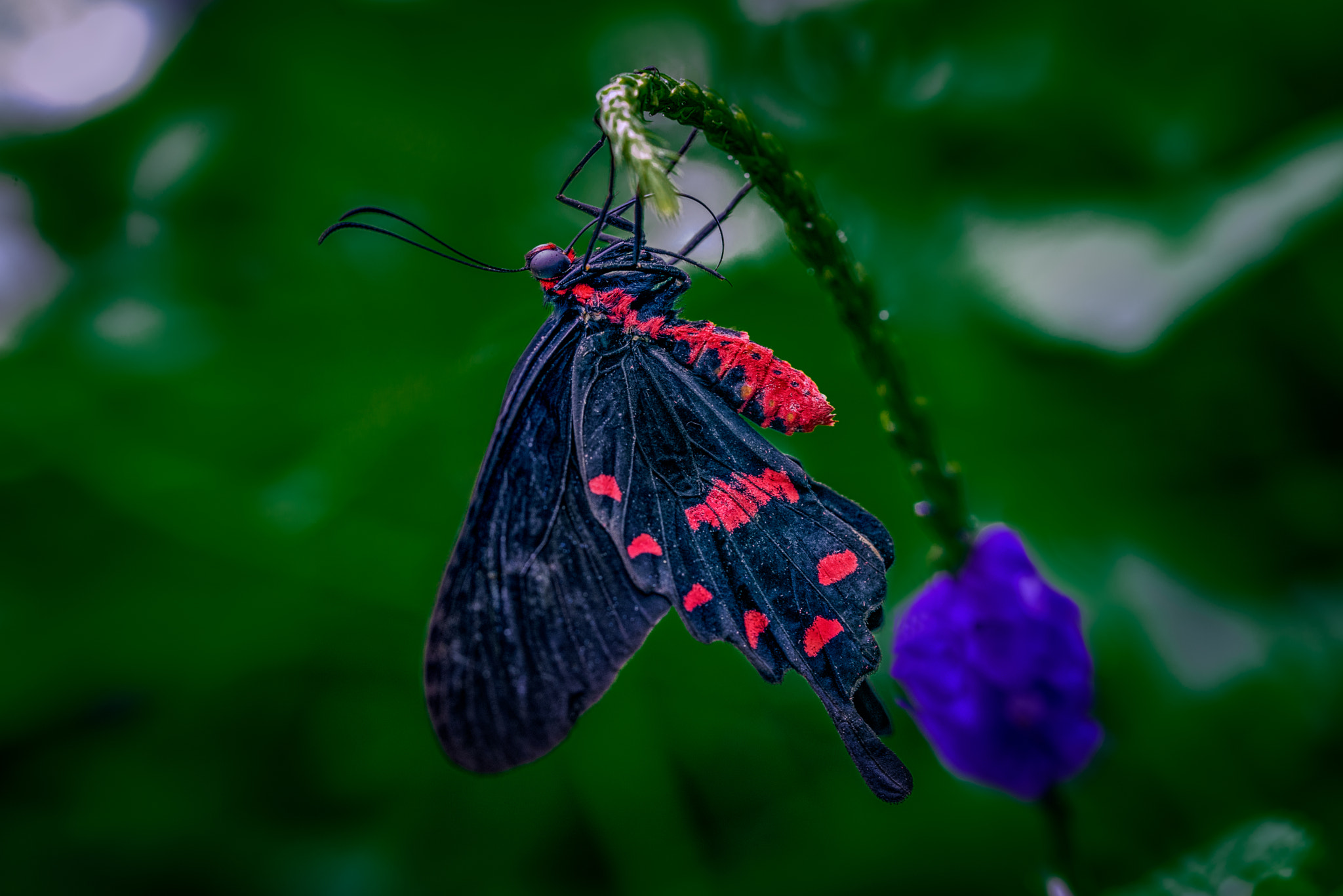Nikon D600 sample photo. Black and red swallowtail photography