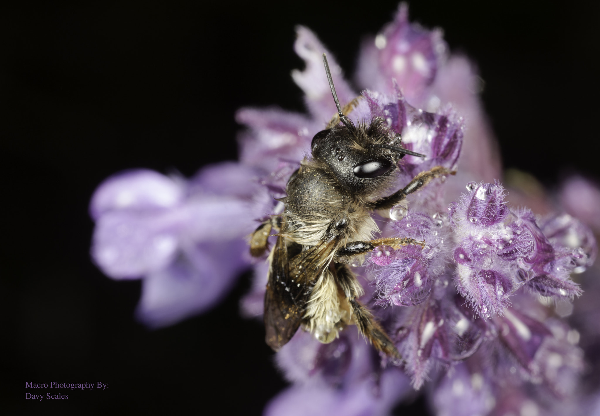 Canon EOS 5DS + Canon MP-E 65mm F2.5 1-5x Macro Photo sample photo. Macro of a bee photography