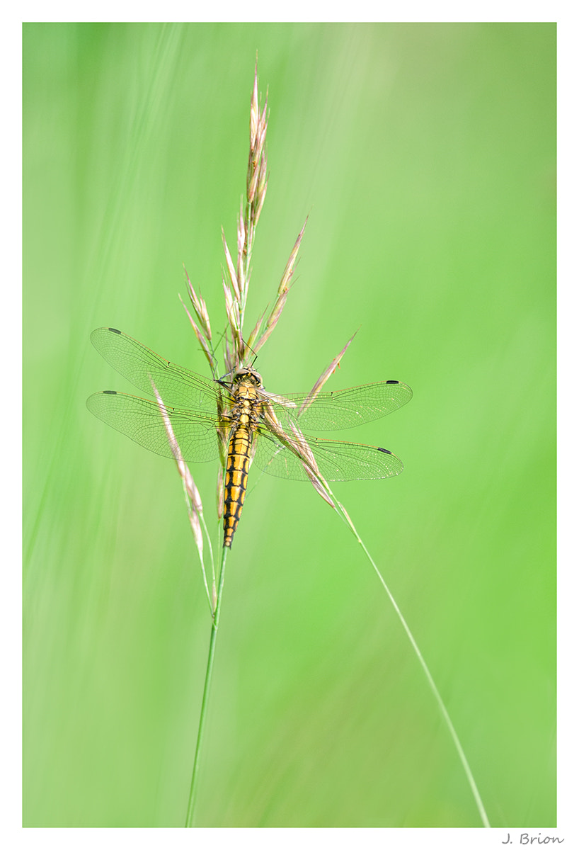 Nikon D90 + Nikon AF-S Nikkor 300mm F4D ED-IF sample photo. Extraordinaire jardin photography