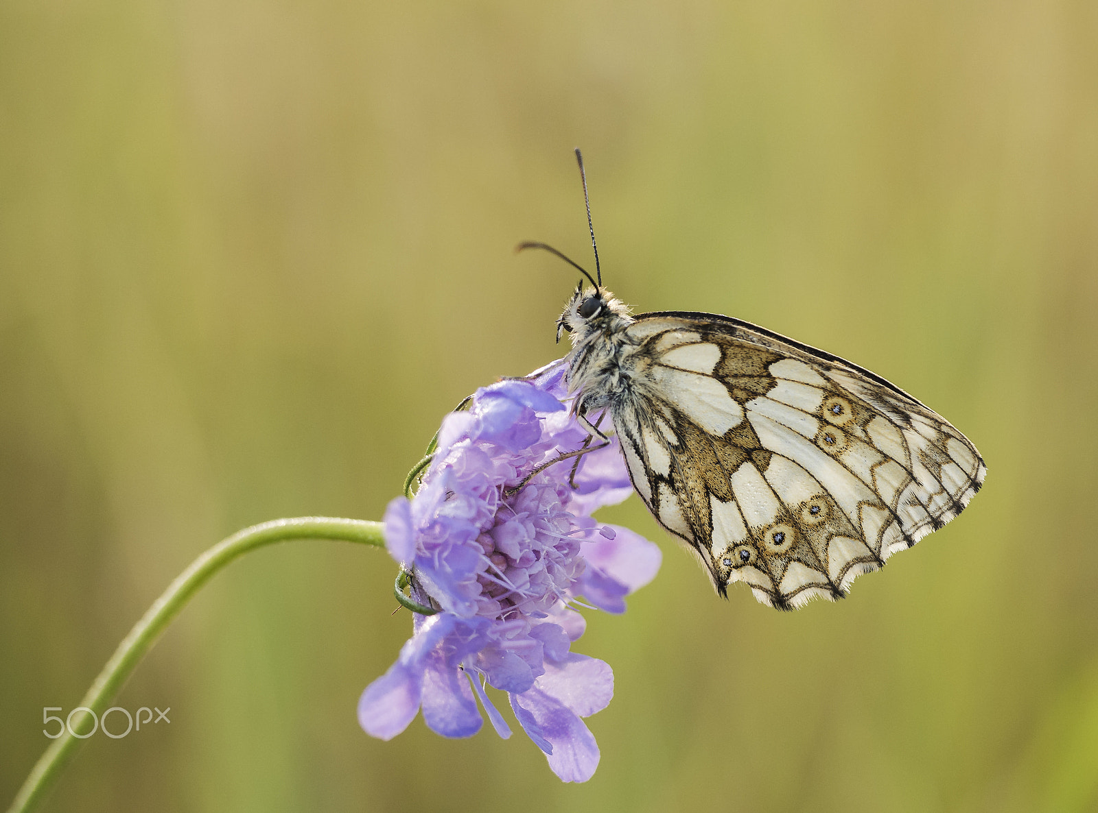 Panasonic Leica DG Macro-Elmarit 45mm F2.8 ASPH OIS sample photo. Marbled white photography
