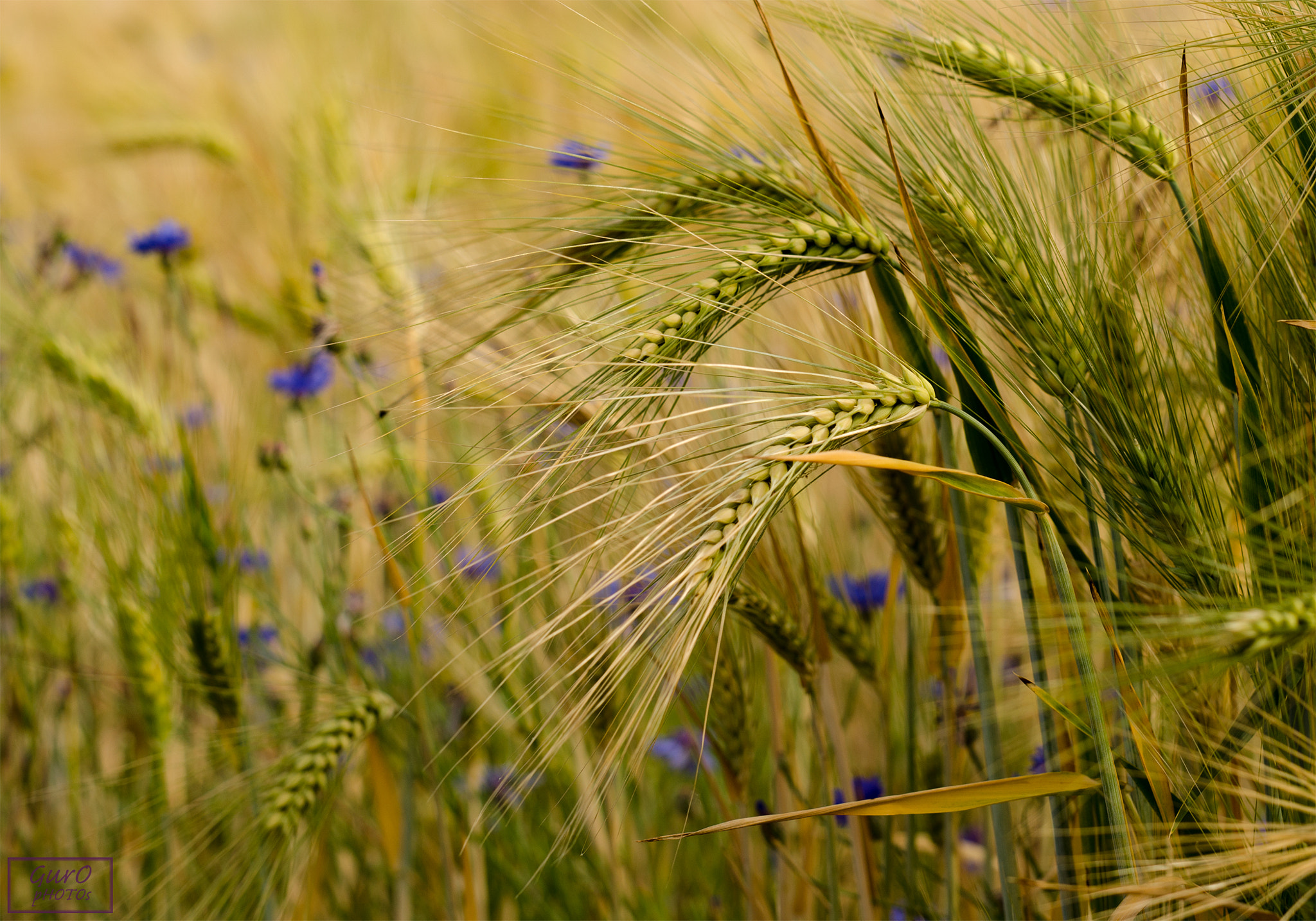 Nikon D5100 + Sigma 50mm F1.4 DG HSM Art sample photo. 150614 dsc_6802 photography