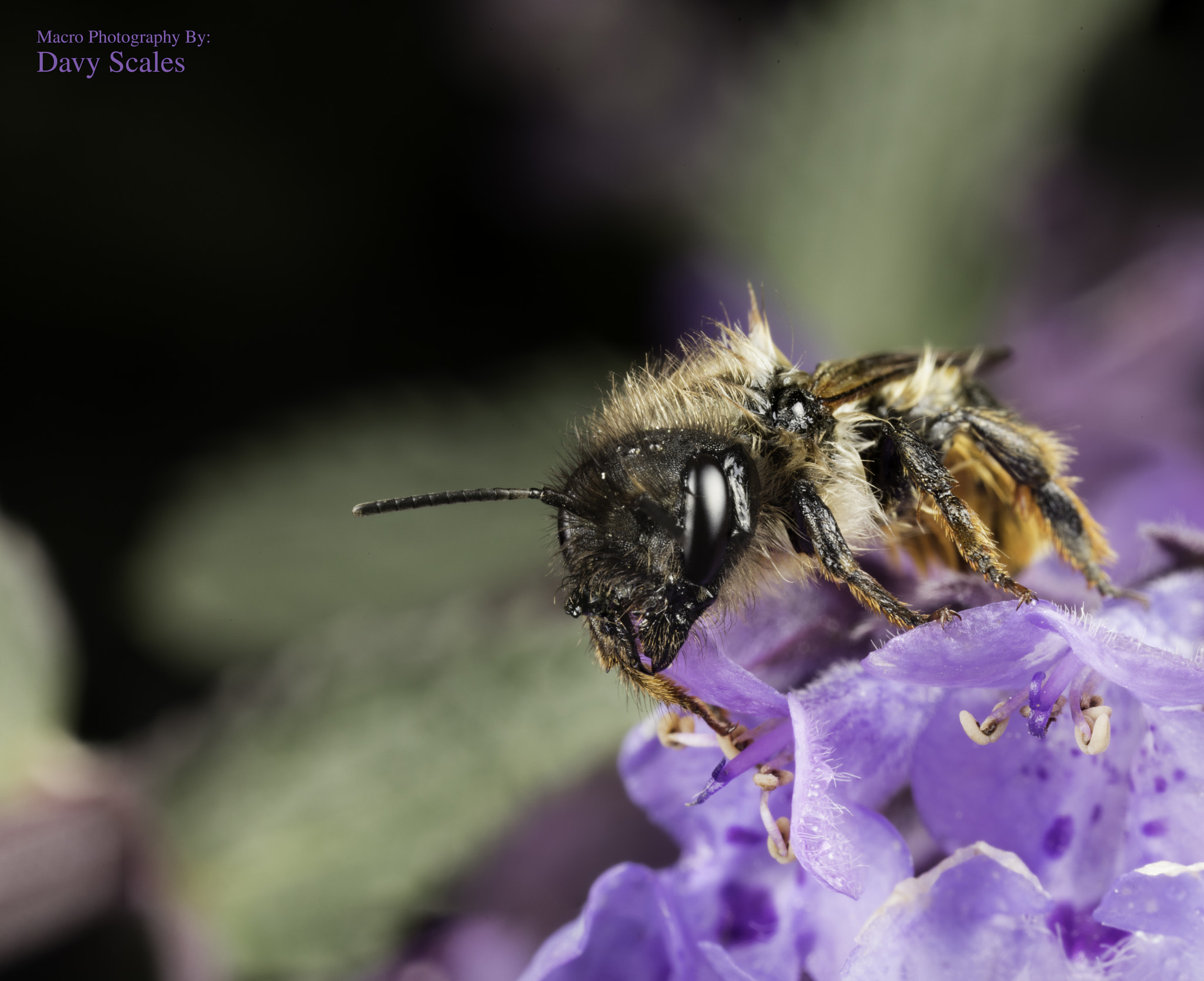 Canon EOS 5DS + Canon MP-E 65mm F2.5 1-5x Macro Photo sample photo. Two stacked image of a bee photography