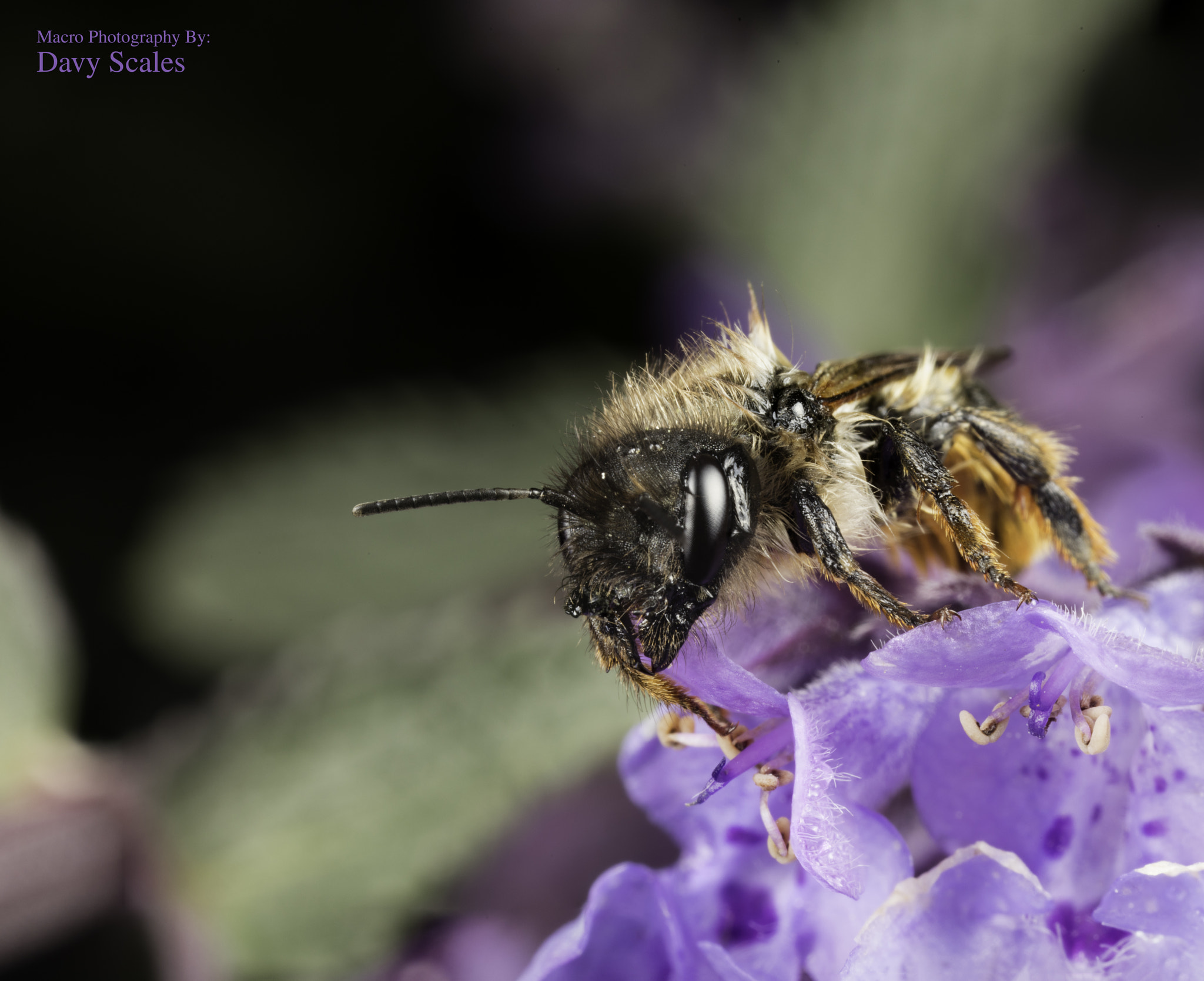 Canon MP-E 65mm F2.5 1-5x Macro Photo sample photo. Two stacked image of a bee photography
