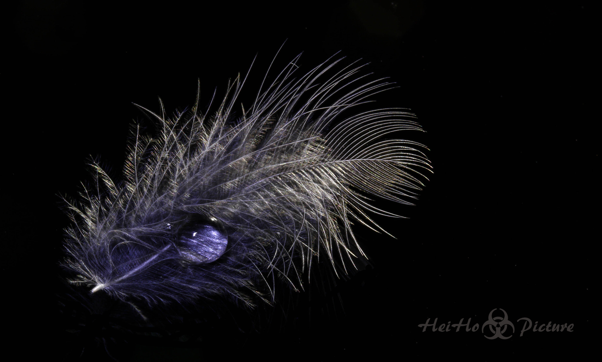 Canon EF-S 60mm F2.8 Macro USM sample photo. Black feather photography