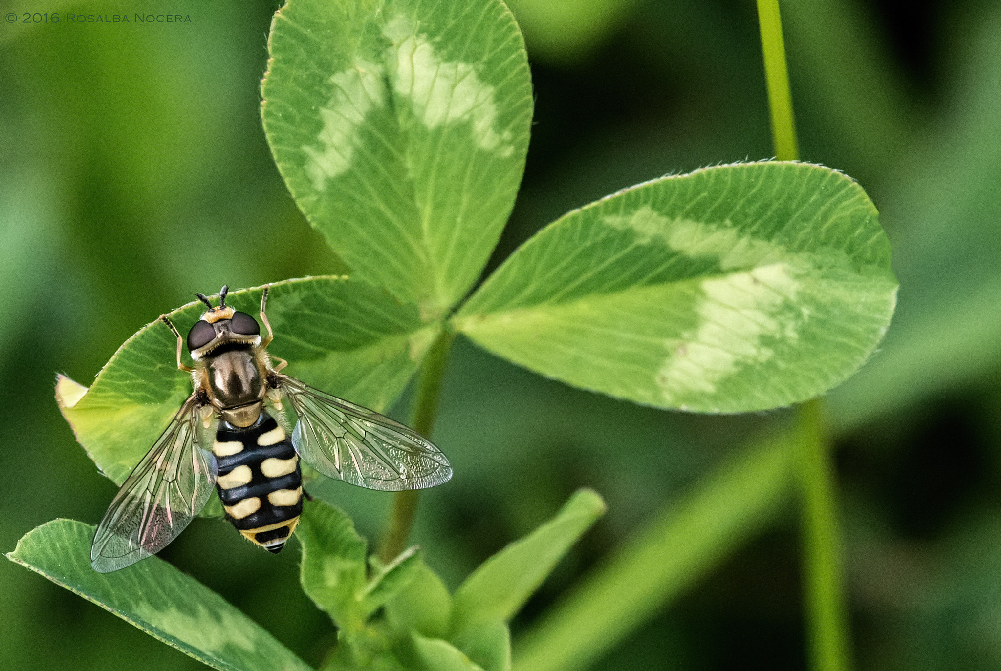 Sony ILCA-77M2 + Sigma AF 105mm F2.8 EX [DG] Macro sample photo. Bronze armor photography