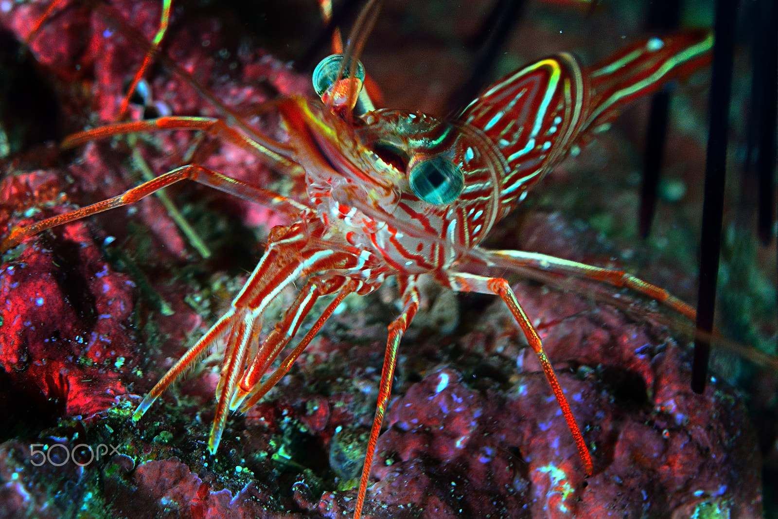 Nikon D800E sample photo. Narval shrimp makro photography