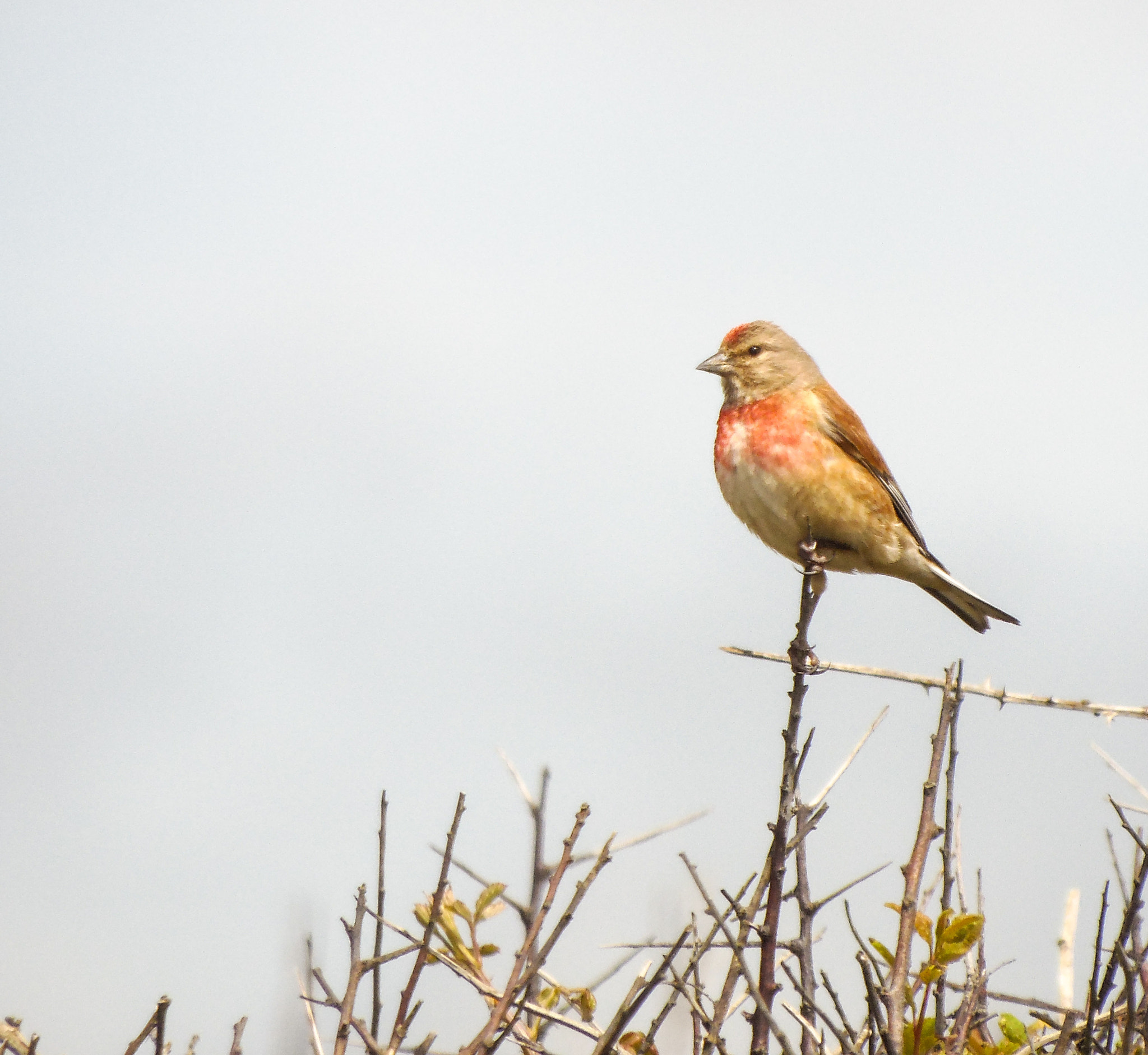 Samsung WB2200F sample photo. Linnet lookout photography