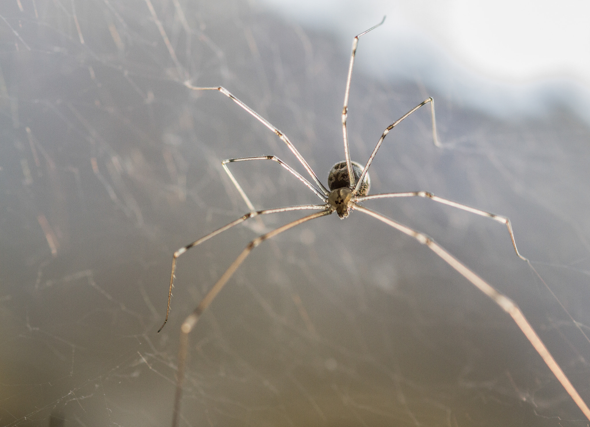 Canon EOS 7D + Sigma 105mm F2.8 EX DG Macro sample photo. Araña de patas largas photography