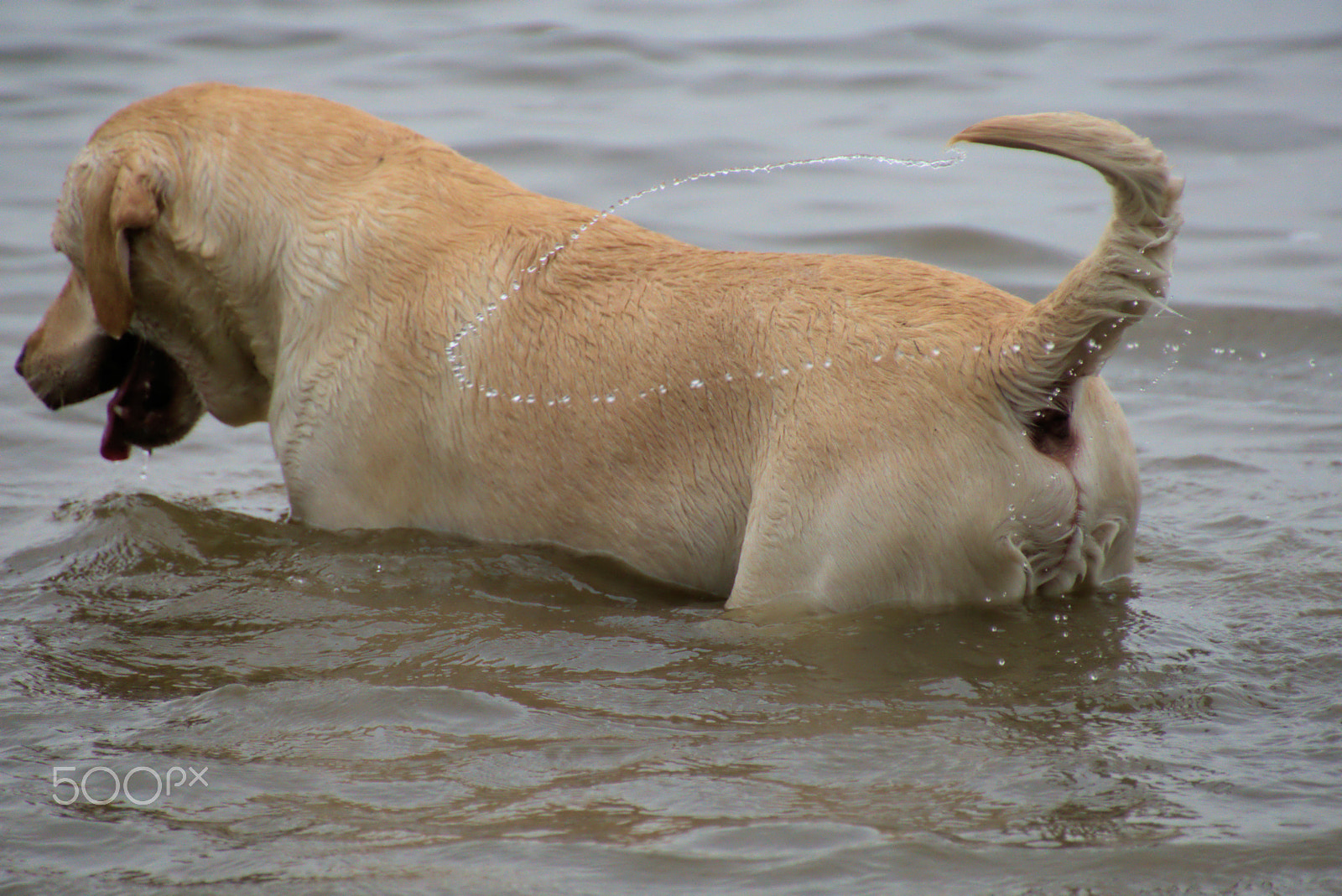 Sony ILCA-77M2 + DT 18-270mm F3.5-6.3 SSM sample photo. Mika a labrador photography