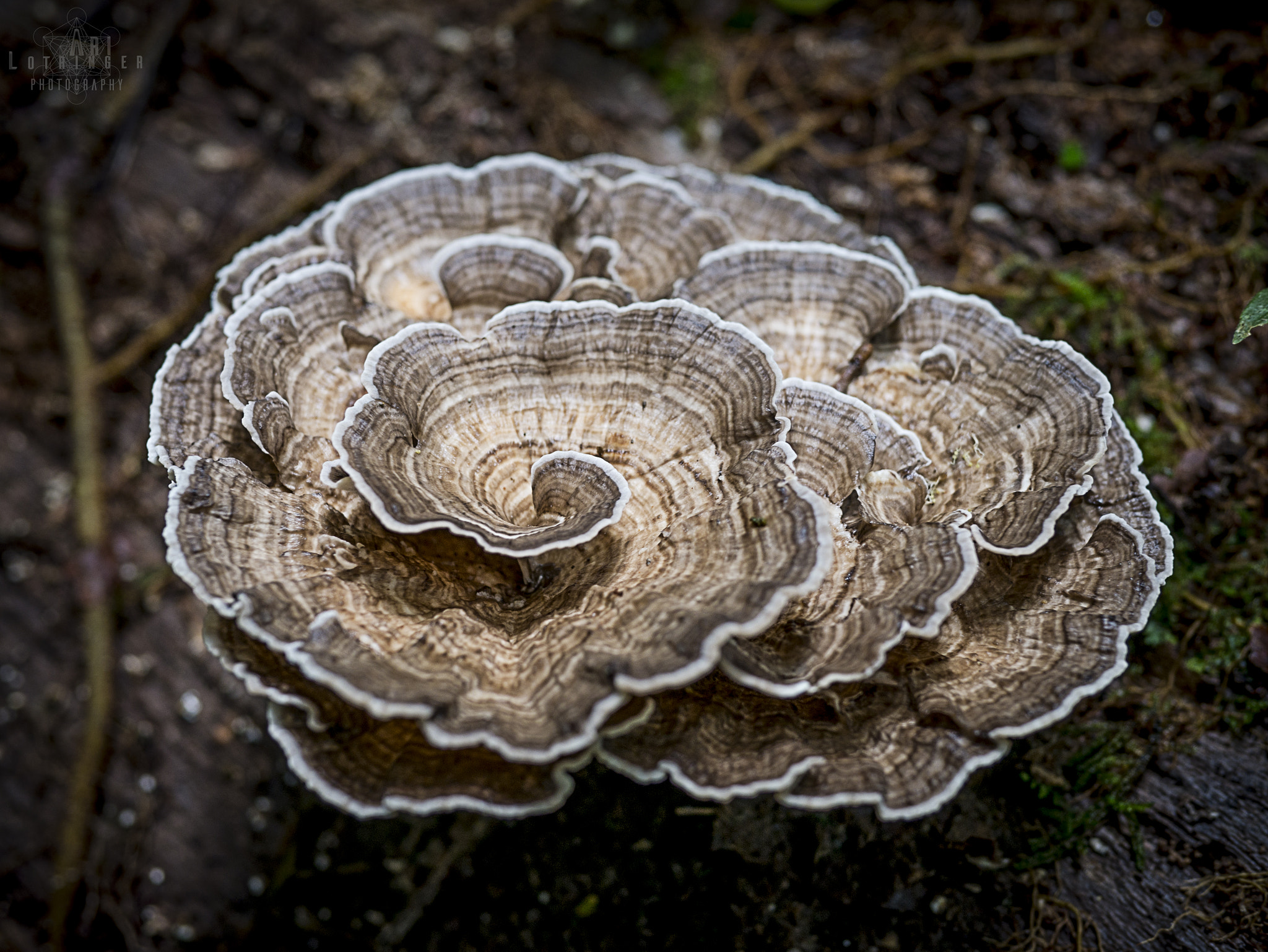 Panasonic Lumix DMC-G7 + Panasonic Leica DG Summilux 25mm F1.4 II ASPH sample photo. Mushroom spirals! photography
