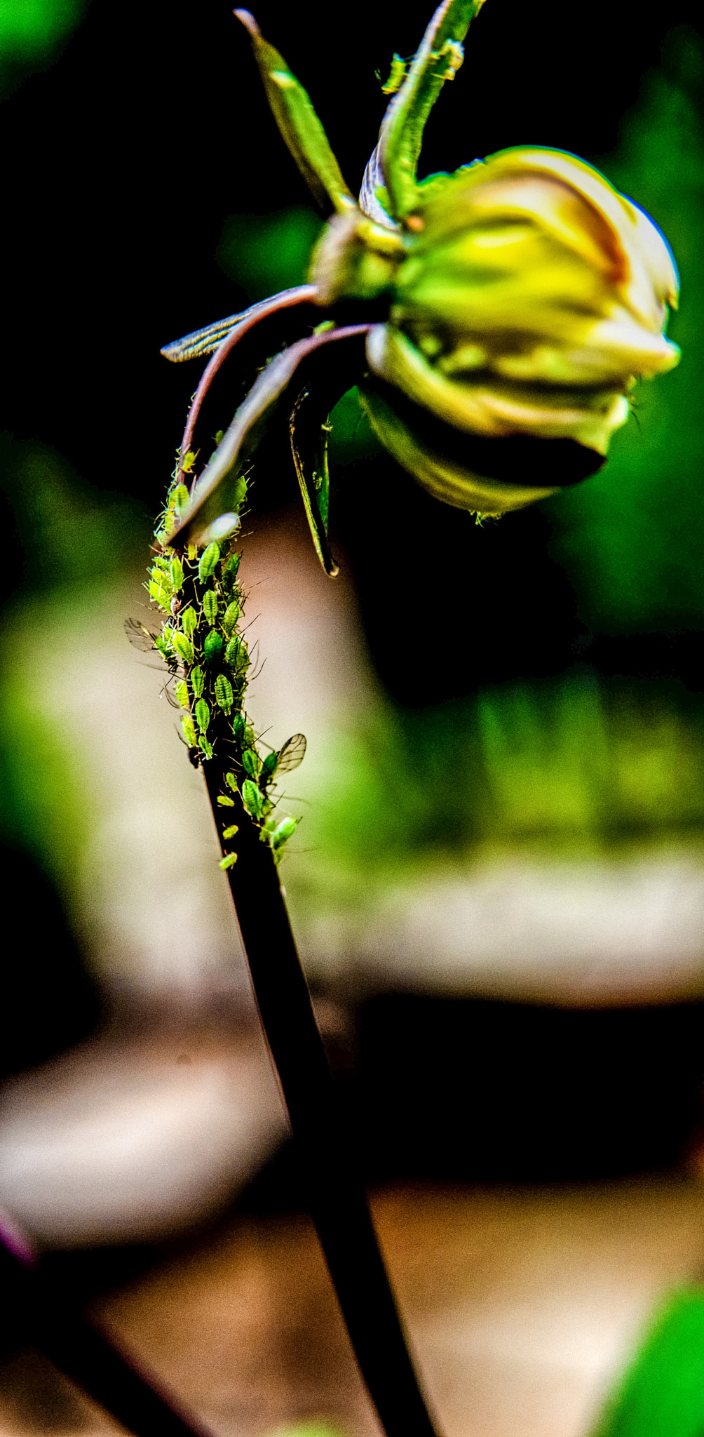AF Zoom-Nikkor 28-105mm f/3.5-4.5D IF sample photo. Bugs army photography