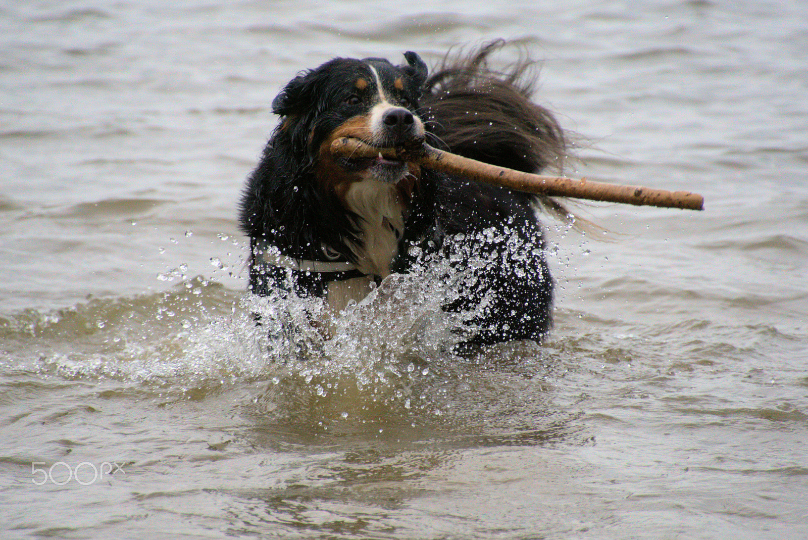 Sony ILCA-77M2 + DT 18-270mm F3.5-6.3 SSM sample photo. Rose a bernese moutaindog photography