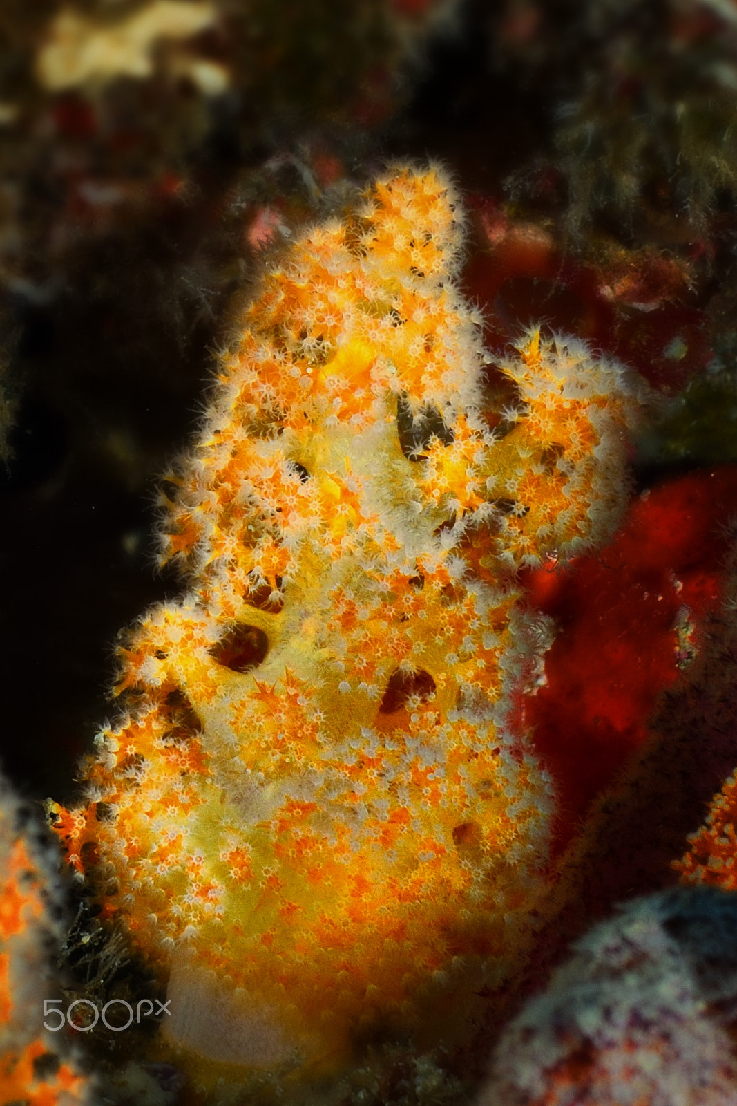 Nikon D800E sample photo. Little soft coral photography