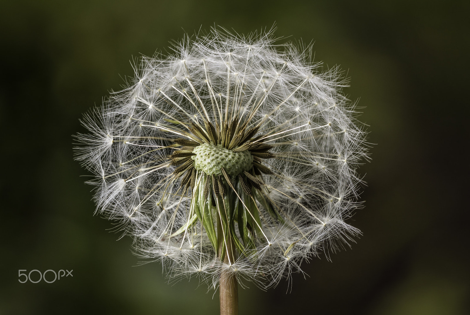 Canon EOS 760D (EOS Rebel T6s / EOS 8000D) + Canon EF 100mm F2.8L Macro IS USM sample photo. Dandelion close-up photography