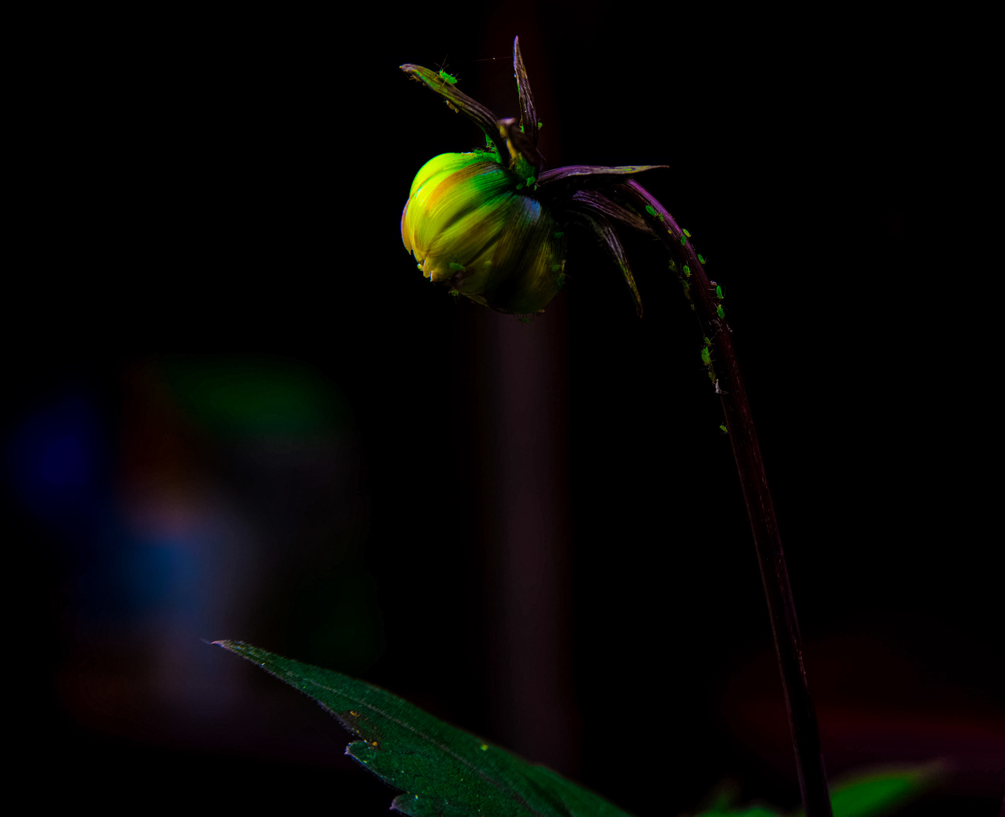 AF Zoom-Nikkor 28-105mm f/3.5-4.5D IF sample photo. Bud photography