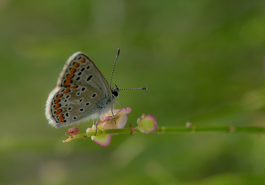 Pentax K20D sample photo. Buterfly photography