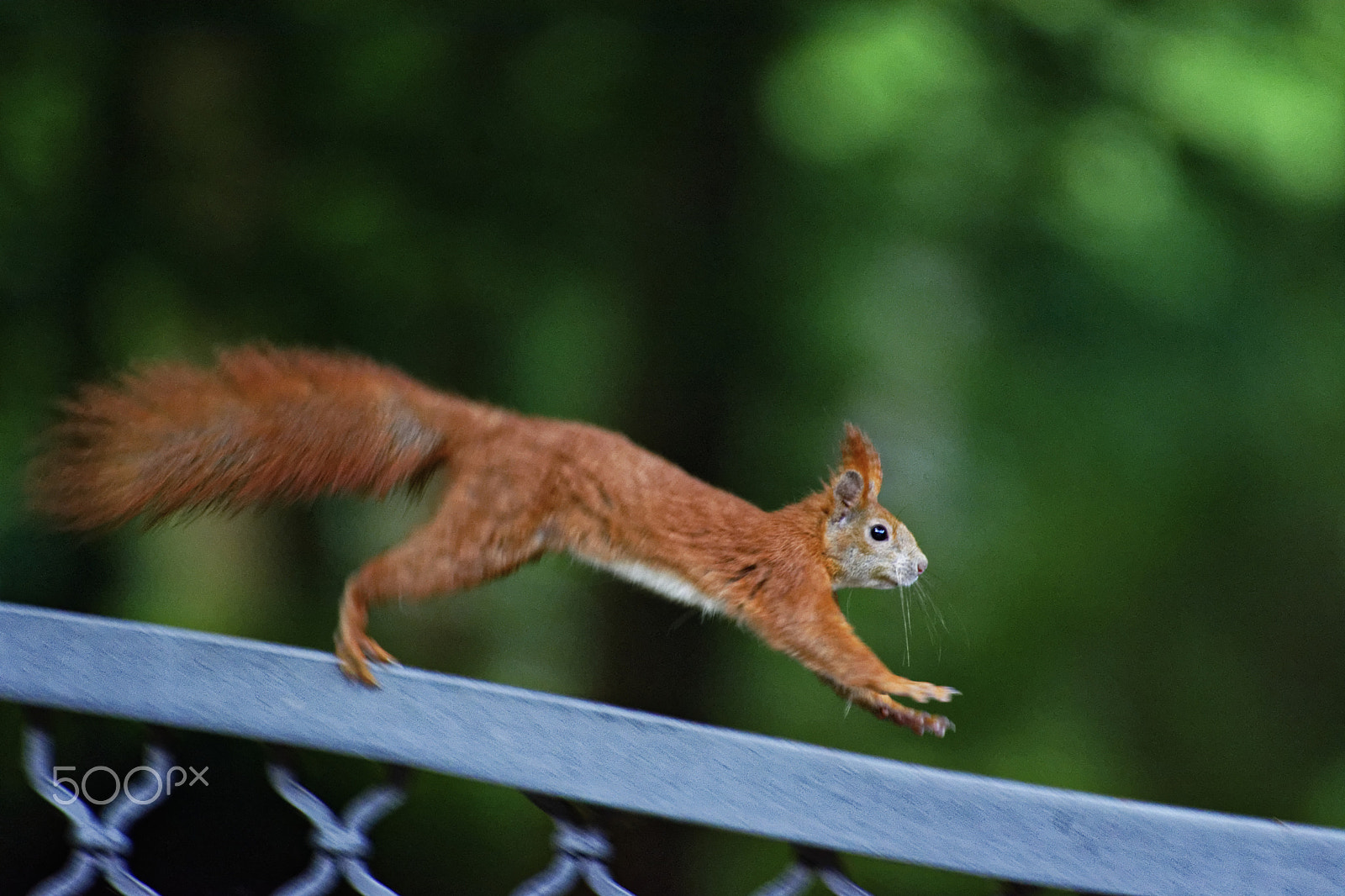 Sigma 50-500mm F4.5-6.3 DG OS HSM sample photo. Charging across photography