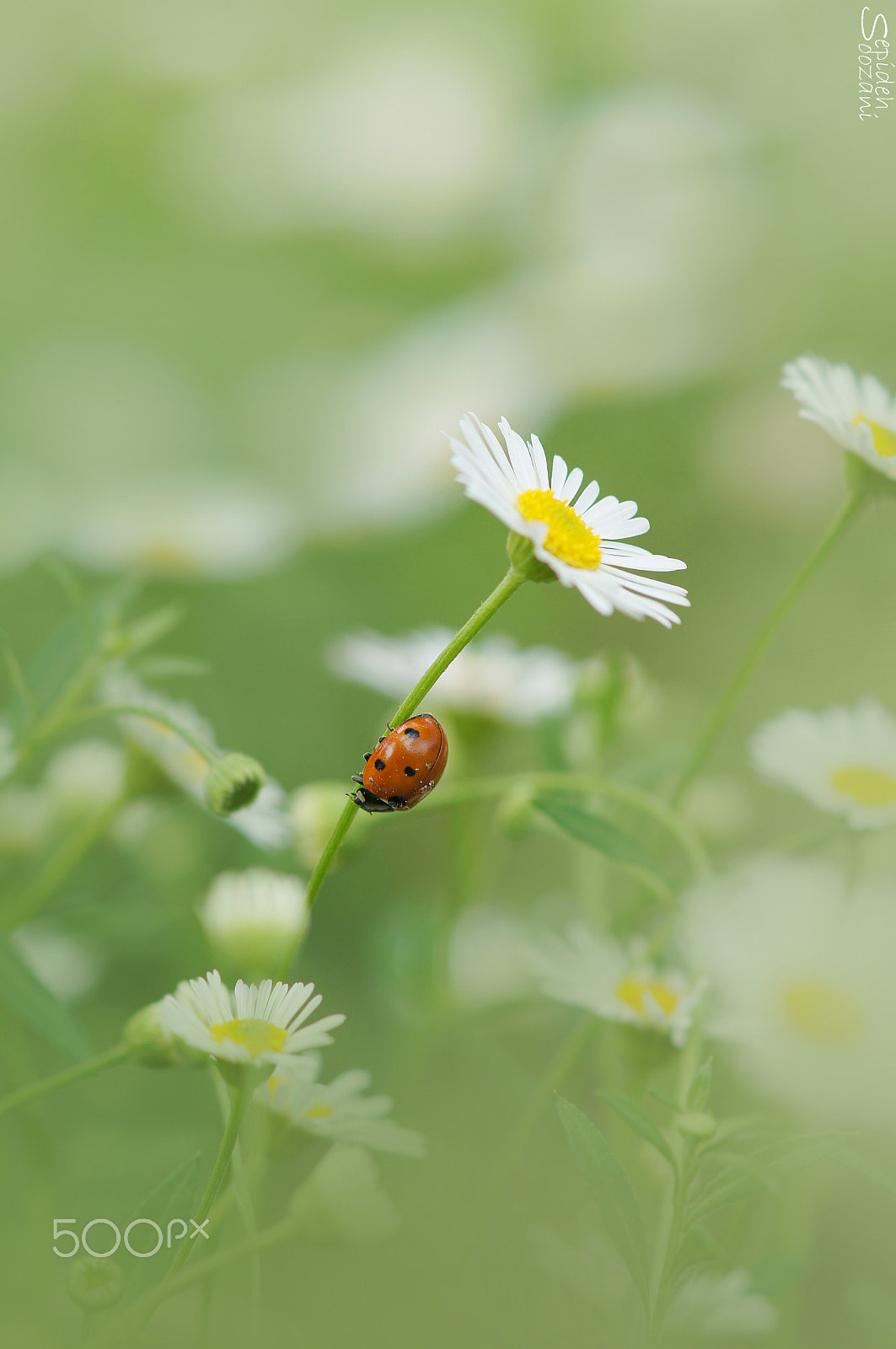 Tamron SP AF 90mm F2.8 Di Macro sample photo. Spring stroll photography